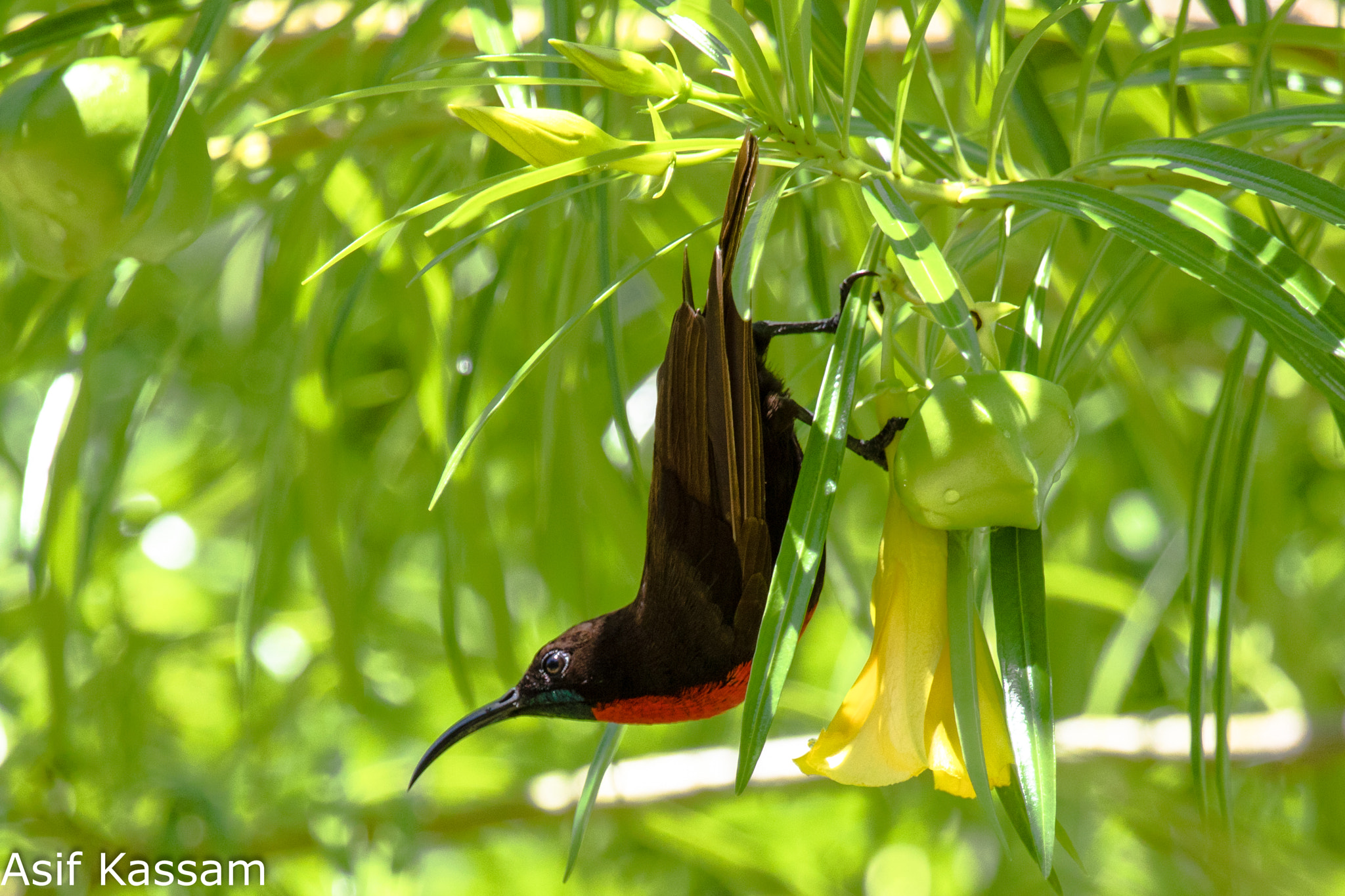 Canon EF 100-400mm F4.5-5.6L IS USM sample photo. Scarlet-chested sunbird (chalcomitra senegalensis) photography