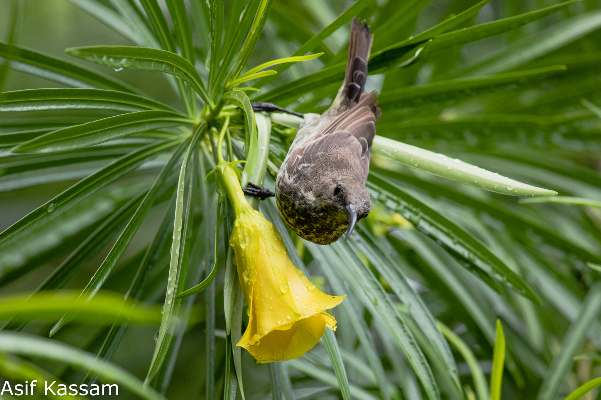 Canon EF 100-400mm F4.5-5.6L IS USM sample photo. Scarlet-chested sunbird (chalcomitra senegalensis) photography