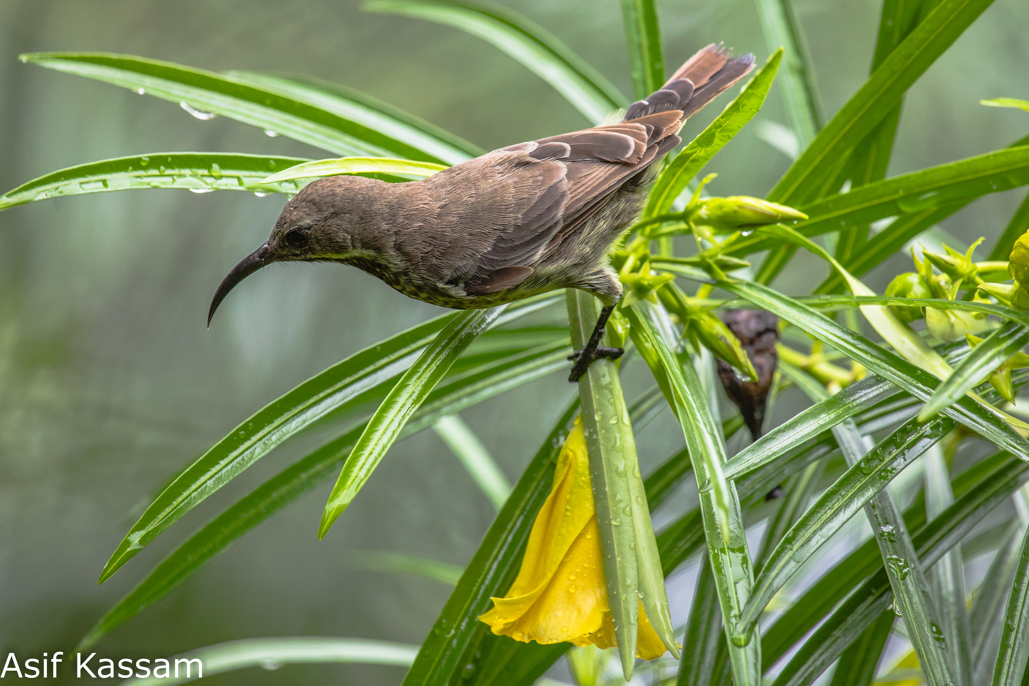Canon EF 100-400mm F4.5-5.6L IS USM sample photo. Scarlet-chested sunbird (chalcomitra senegalensis) photography