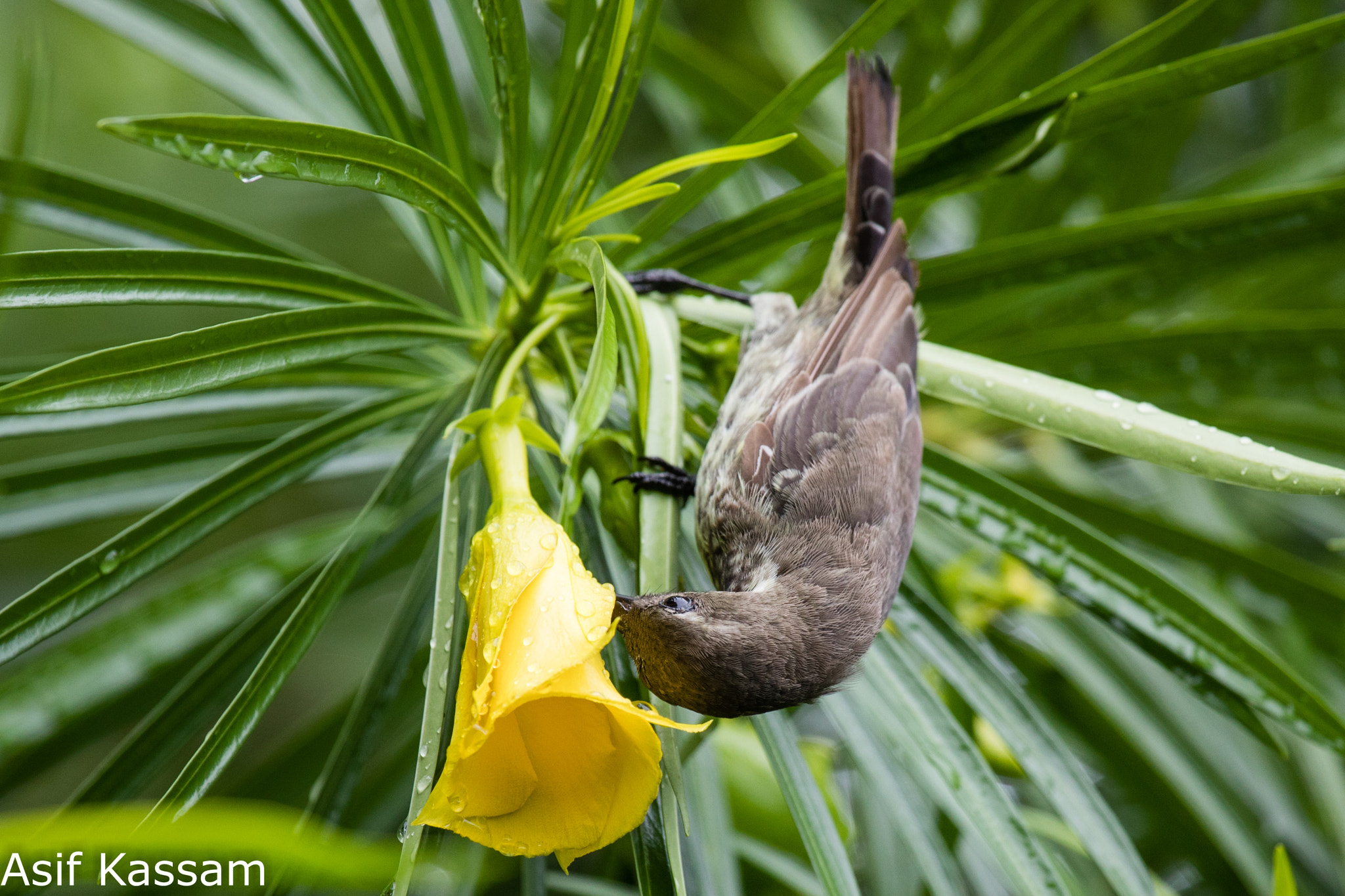 Canon EF 100-400mm F4.5-5.6L IS USM sample photo. Scarlet-chested sunbird (chalcomitra senegalensis) photography