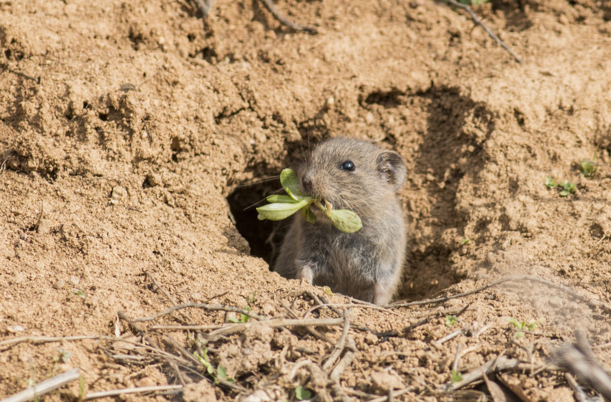 Canon EOS 70D + Canon EF 400mm F5.6L USM sample photo. Microtus hartingi photography