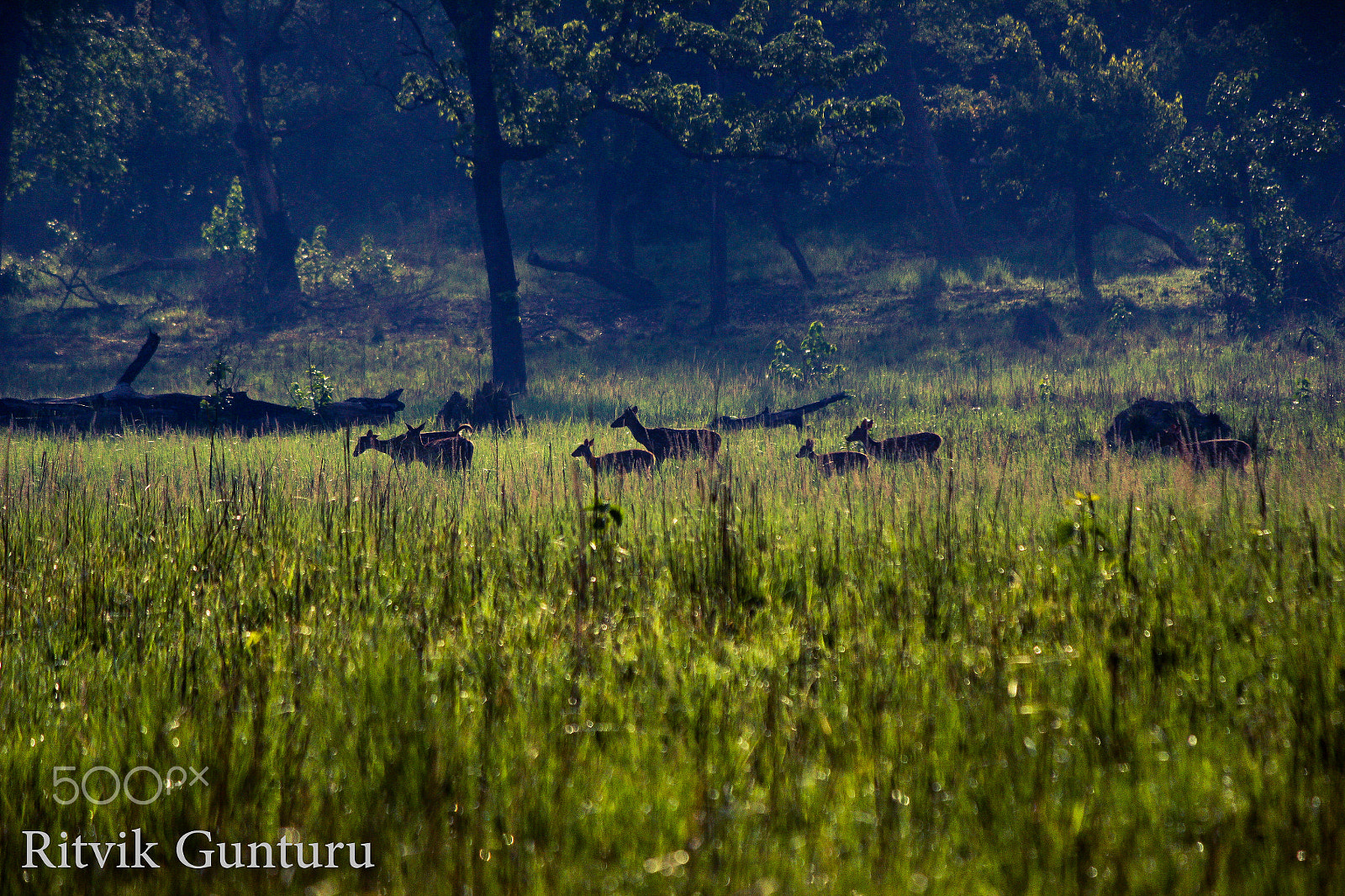 Canon EF-S 55-250mm F4-5.6 IS sample photo. Herd of deer photography