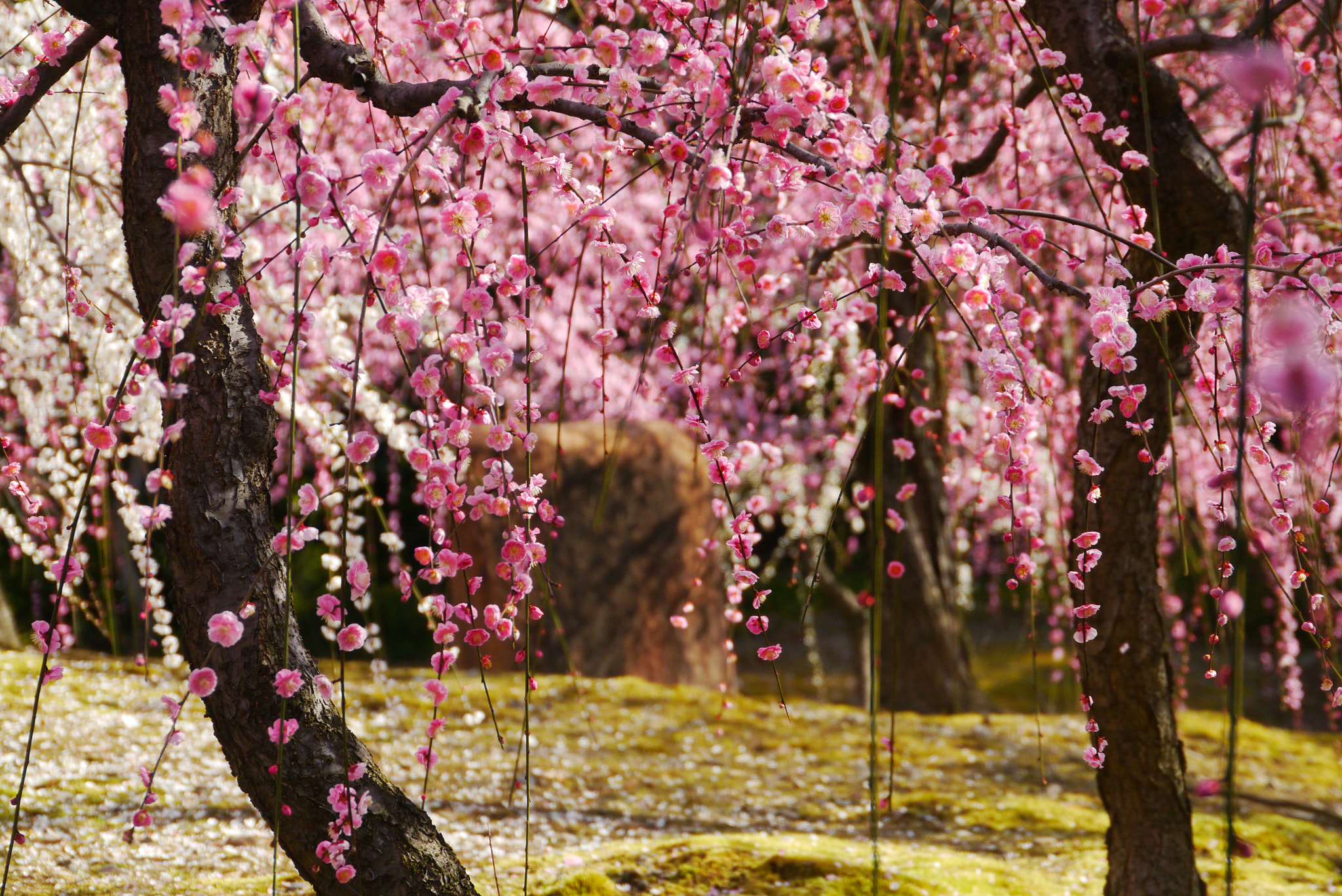 Panasonic Lumix DMC-GX1 + Panasonic Lumix G Vario HD 14-140mm F4-5.8 OIS sample photo. Spring in kyoto photography