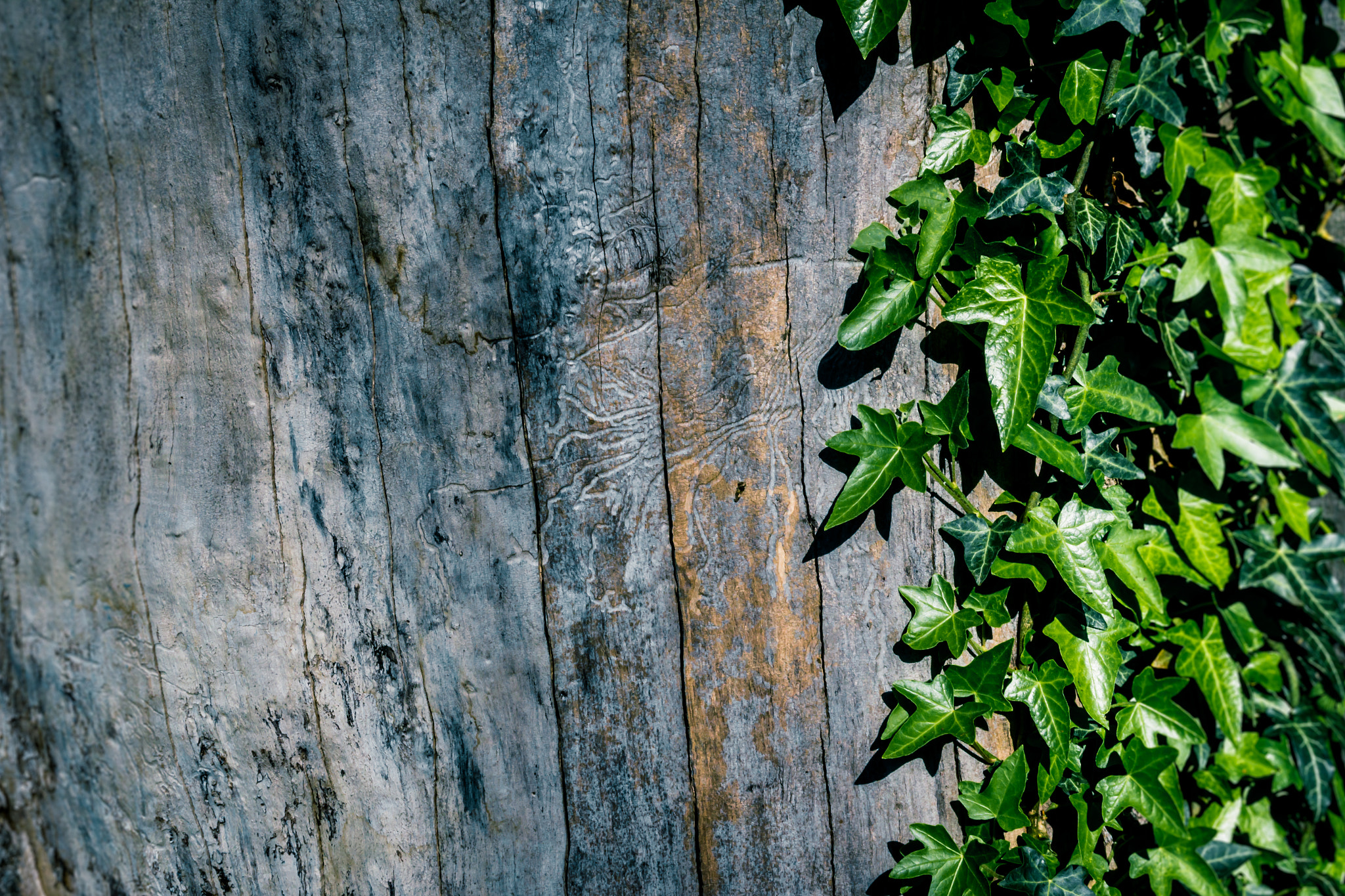Canon EOS 550D (EOS Rebel T2i / EOS Kiss X4) sample photo. Old tree photography