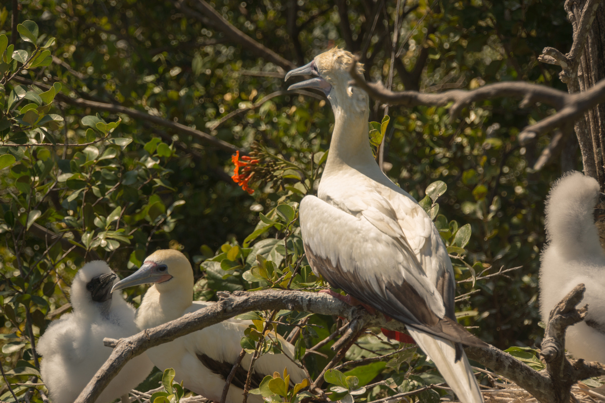 Tamron 18-270mm F3.5-6.3 Di II PZD sample photo. Red footed boobys o photography