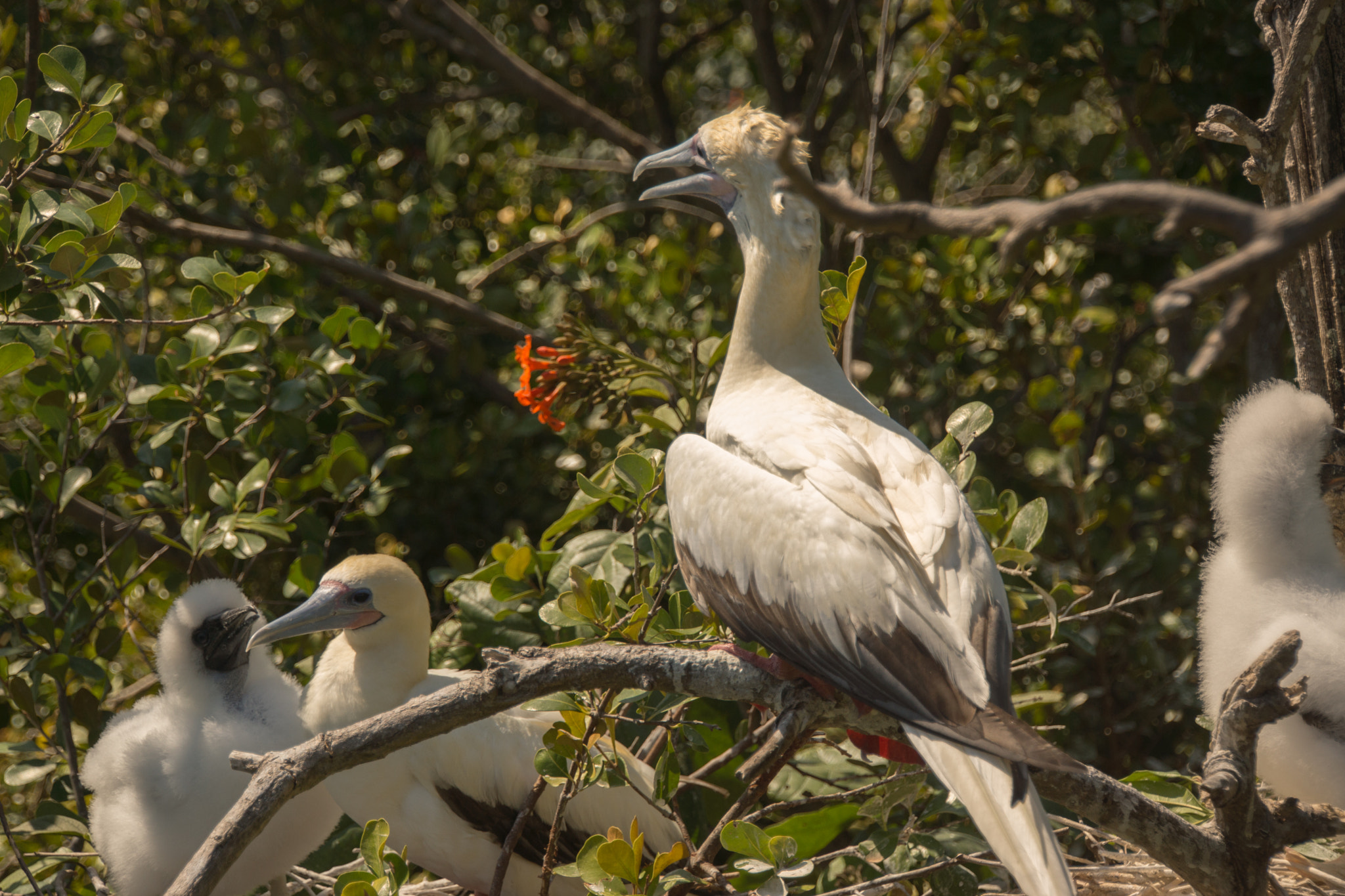 Sony SLT-A77 + Tamron 18-270mm F3.5-6.3 Di II PZD sample photo. Red footed boobys o photography