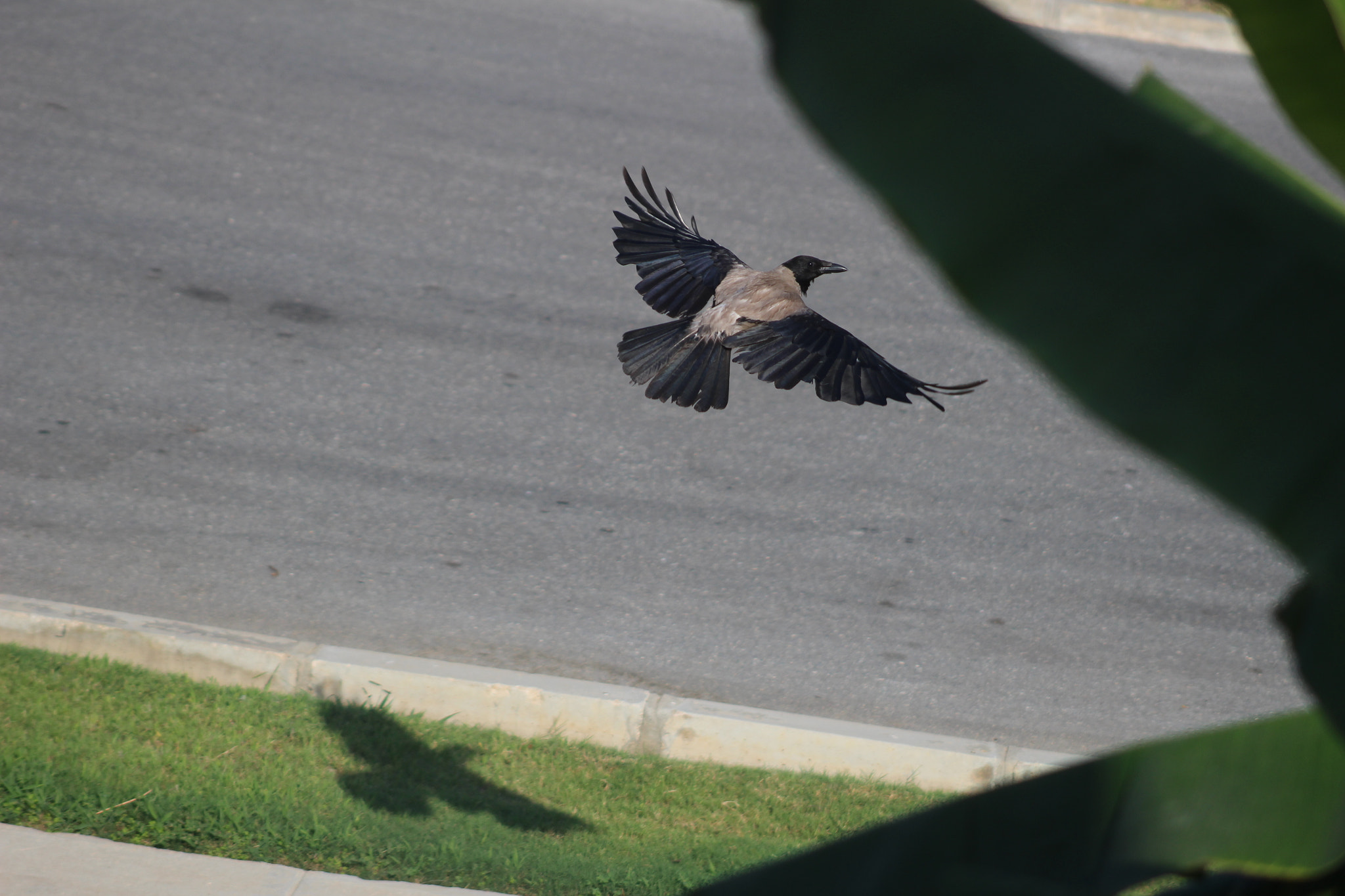 Canon EOS 100D (EOS Rebel SL1 / EOS Kiss X7) + EF75-300mm f/4-5.6 sample photo. Vested crow photography