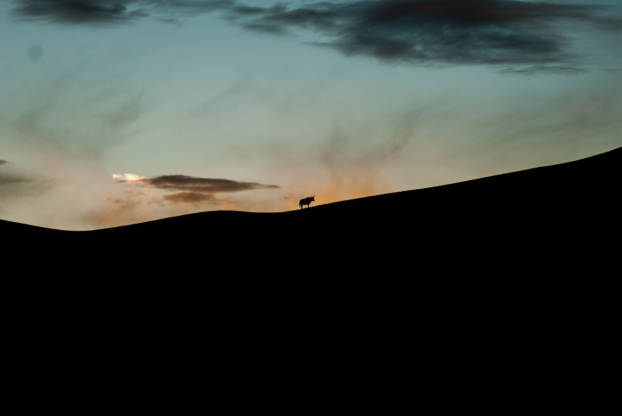 Nikon D80 sample photo. The yak photography