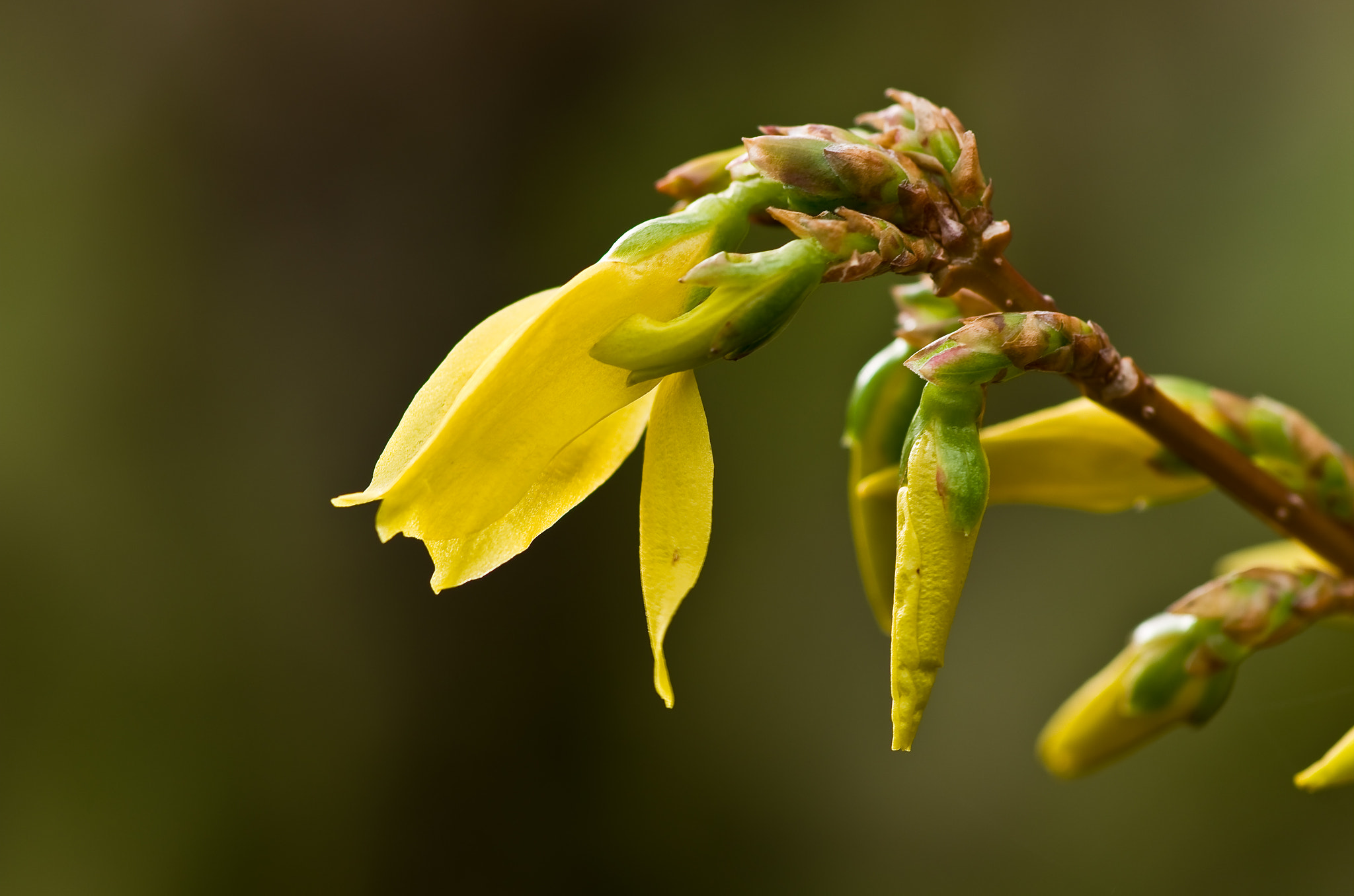 Pentax K-5 + Pentax smc D-FA 100mm F2.8 Macro WR sample photo. Forsythia avec ses bourgeons photography