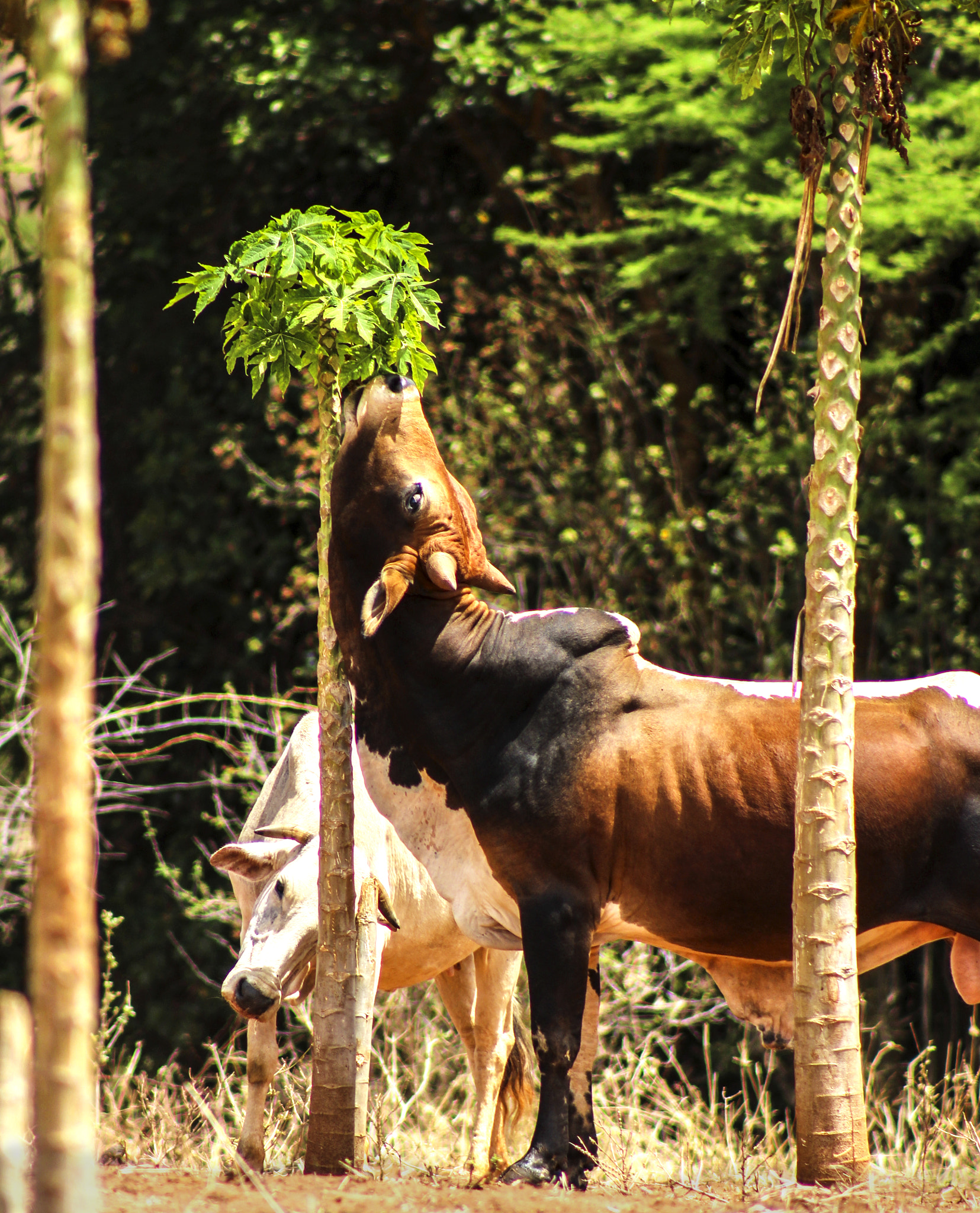 Canon EOS 1200D (EOS Rebel T5 / EOS Kiss X70 / EOS Hi) + EF75-300mm f/4-5.6 sample photo. Eating the forbidden leaves. photography