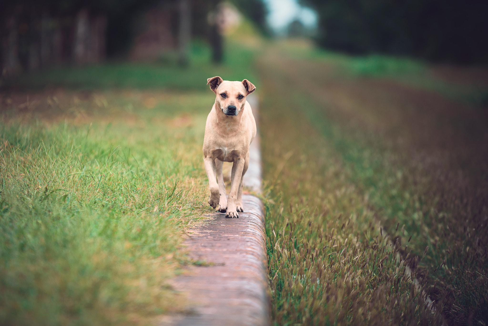 Sigma 70-200mm F2.8 EX DG OS HSM sample photo. Perrito photography