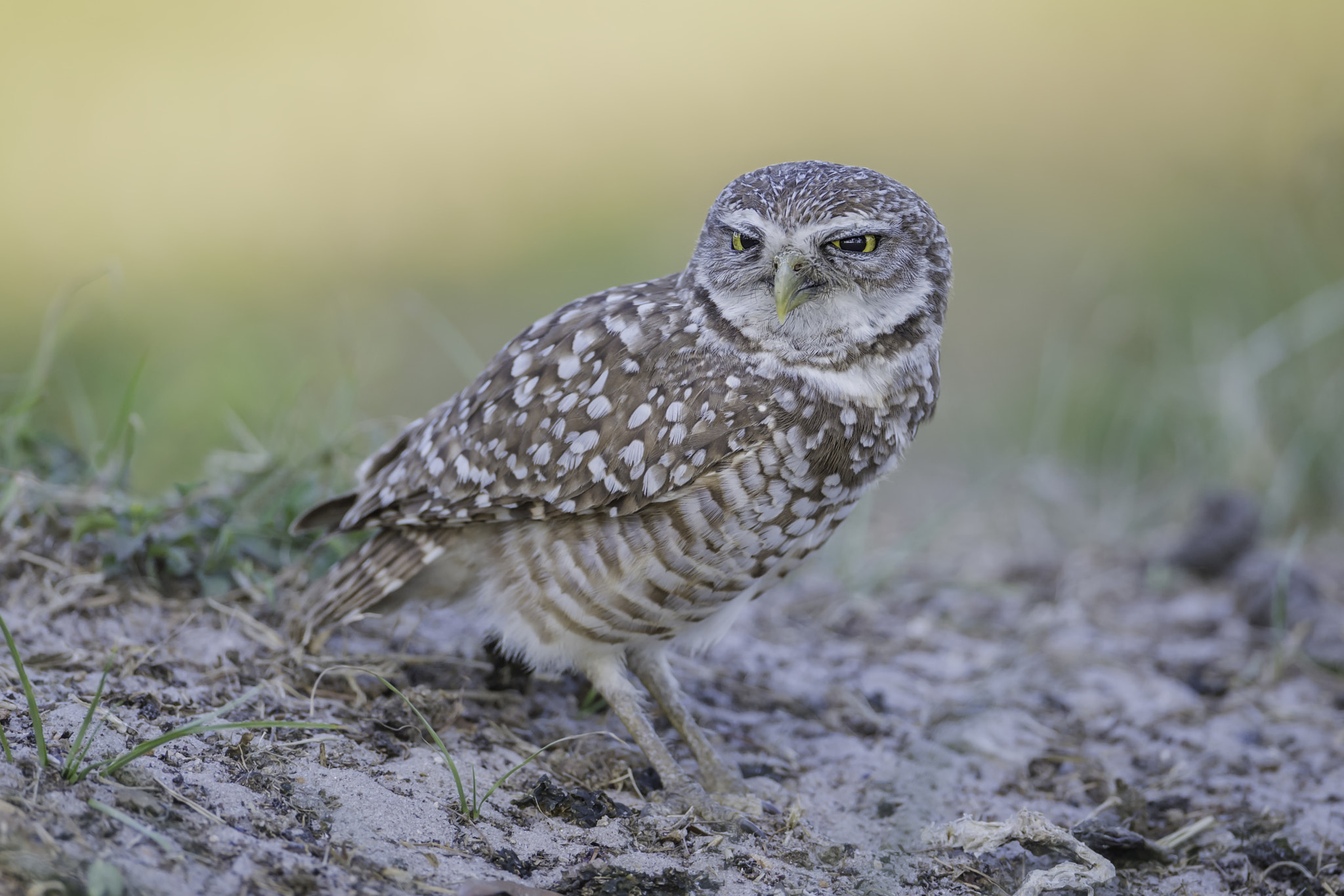 Nikon D4 + Nikon AF-S Nikkor 600mm F4G ED VR sample photo. A burrowing owl... photography