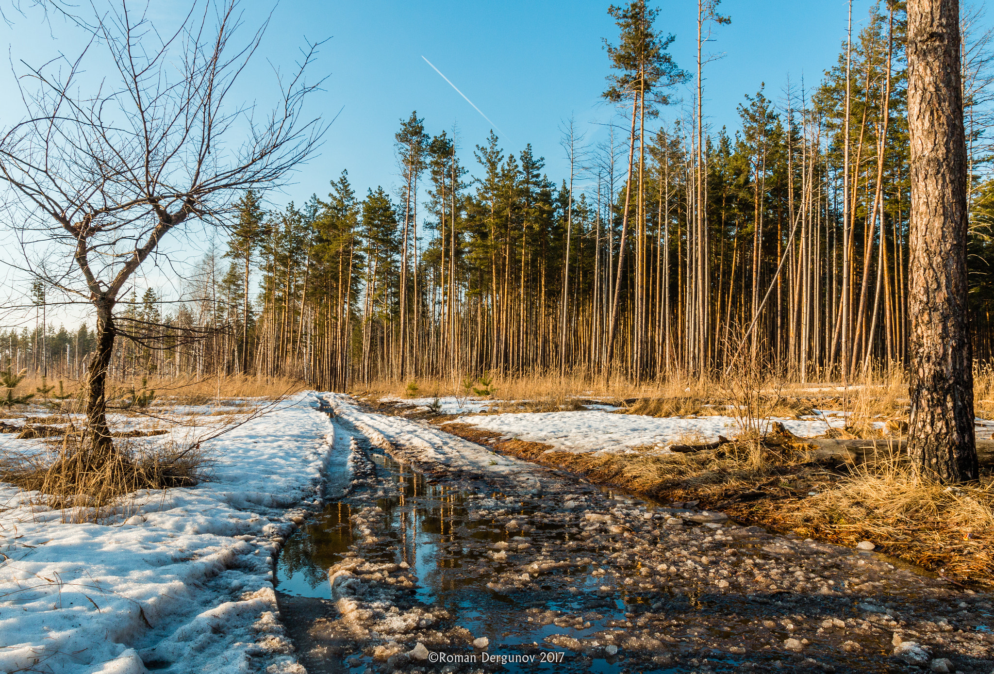 Canon EOS 70D + Canon EF 17-40mm F4L USM sample photo. Spring in the pine forest photography