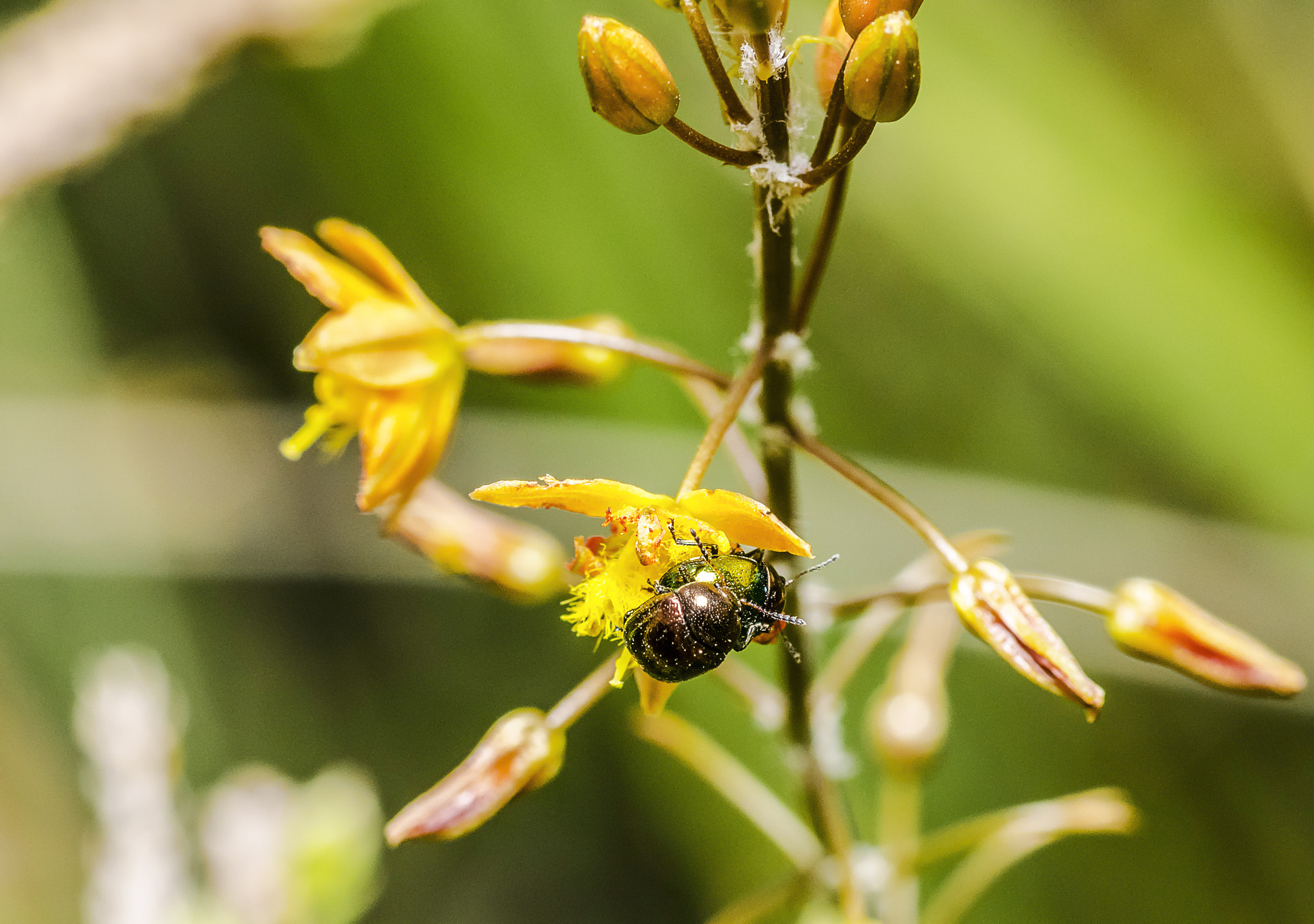 Nikon D5300 + Tokina AT-X Pro 100mm F2.8 Macro sample photo. Be like the bugs photography