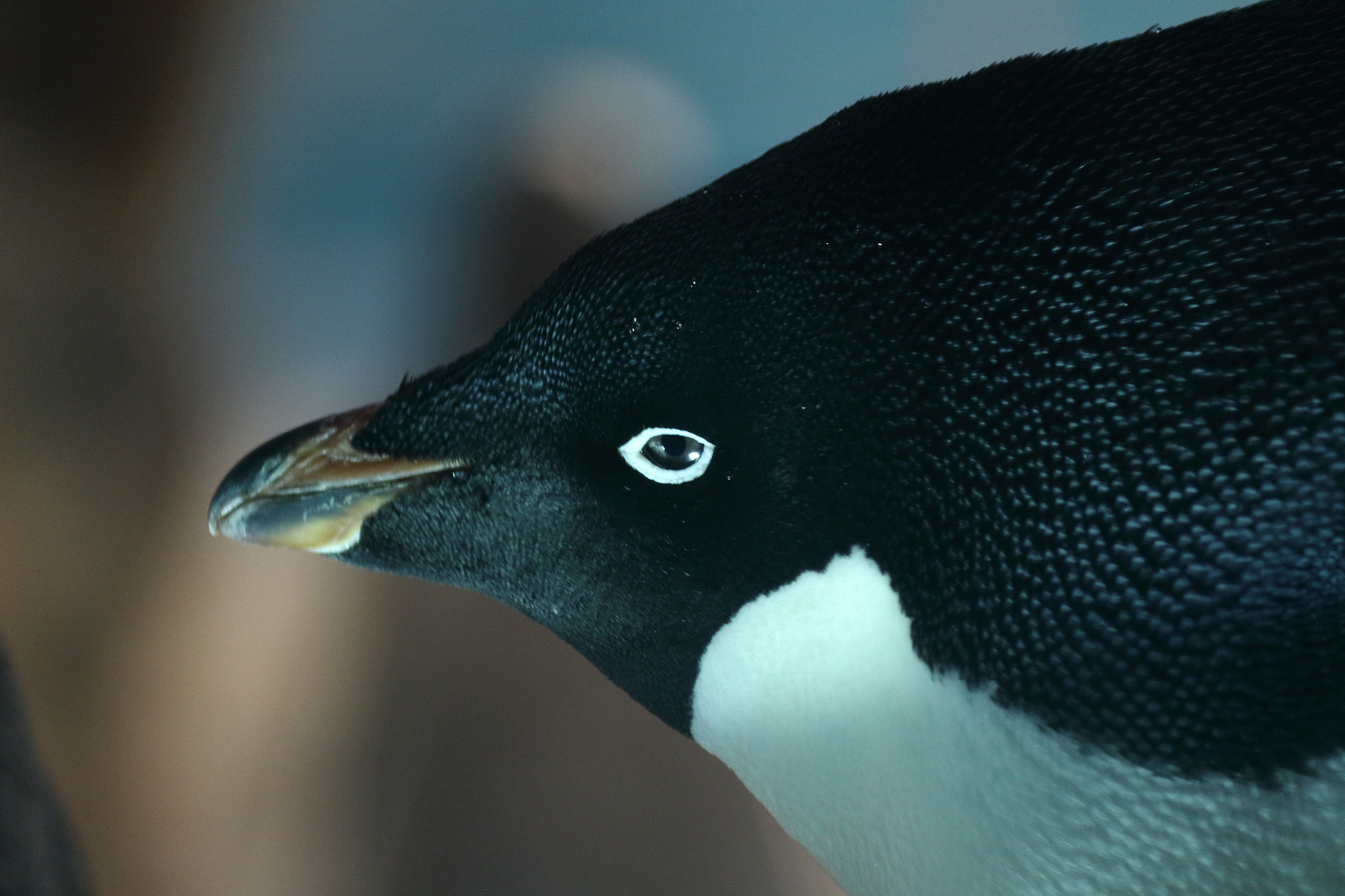 Canon EOS 100D (EOS Rebel SL1 / EOS Kiss X7) + Canon EF-S 55-250mm F4-5.6 IS II sample photo. A penguin photography