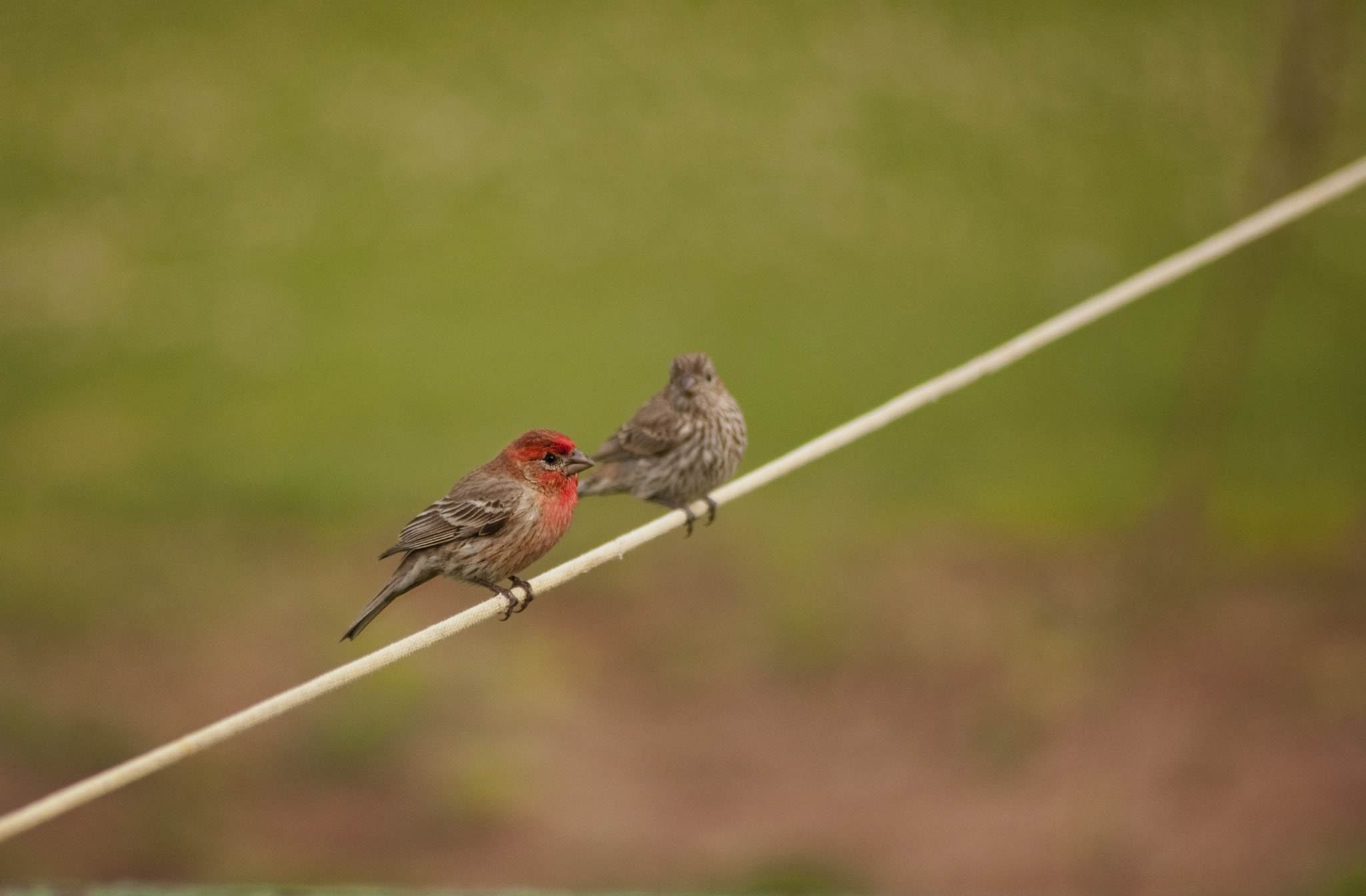 Sigma 70-300mm F4-5.6 APO DG Macro sample photo. Envy photography