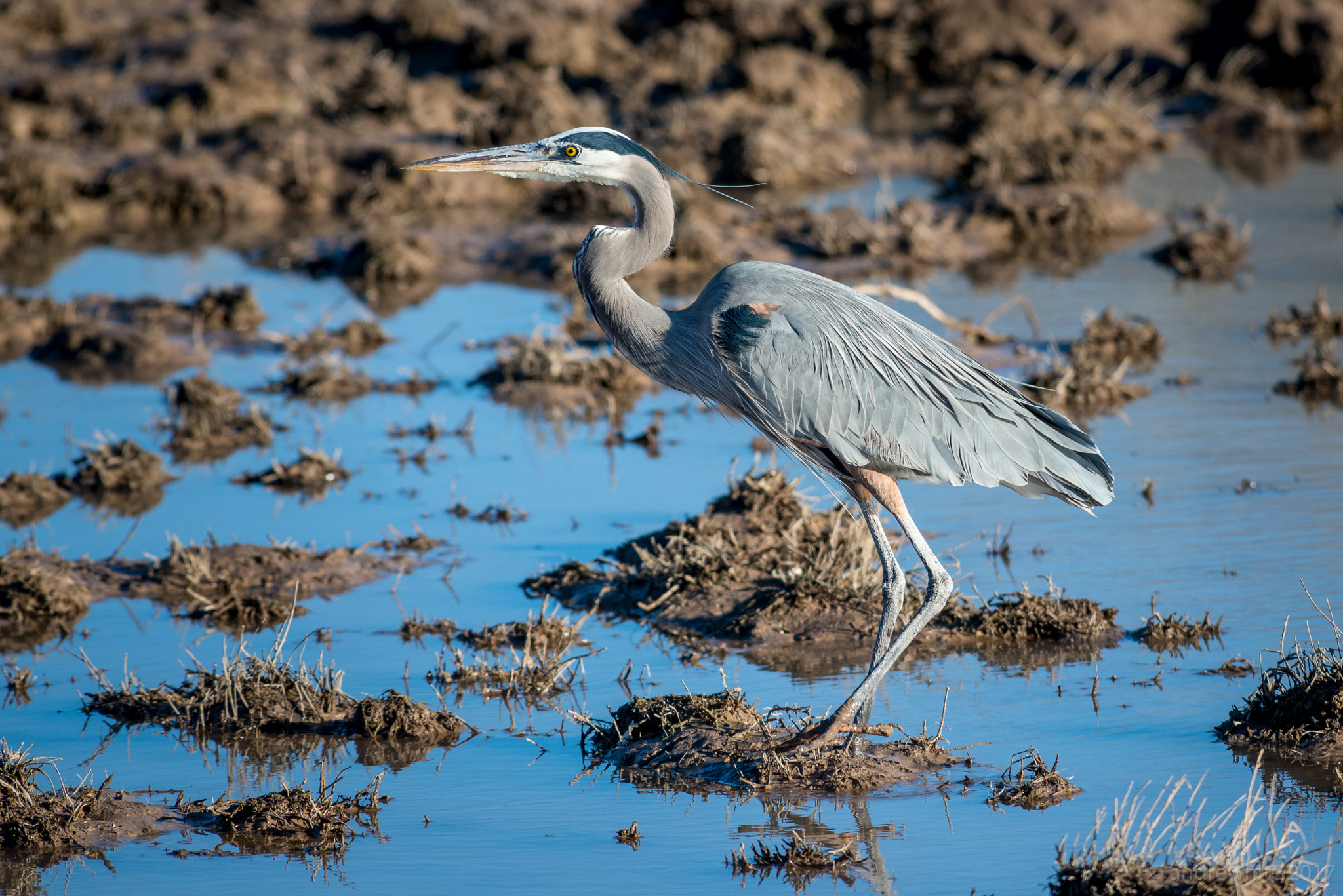 Nikon AF-S Nikkor 300mm F2.8G ED VR II sample photo. Wading photography