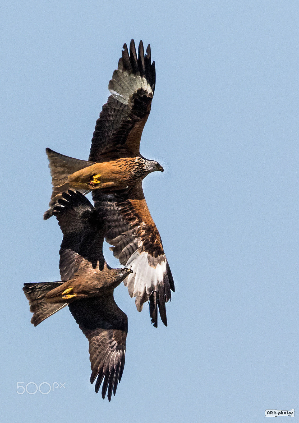 Canon EF 500mm F4L IS USM sample photo. Red kite vs. black kite photography