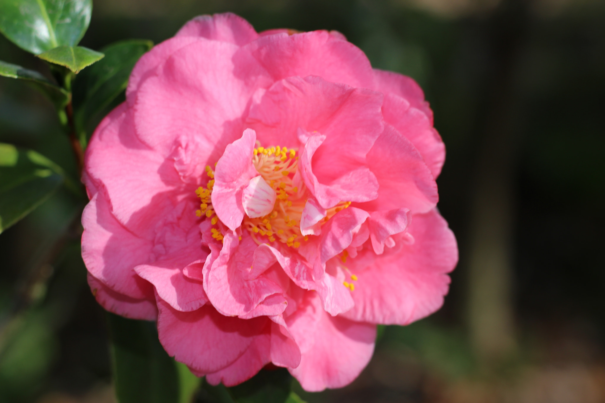 Canon EOS 100D (EOS Rebel SL1 / EOS Kiss X7) sample photo. Barbara colbert photography