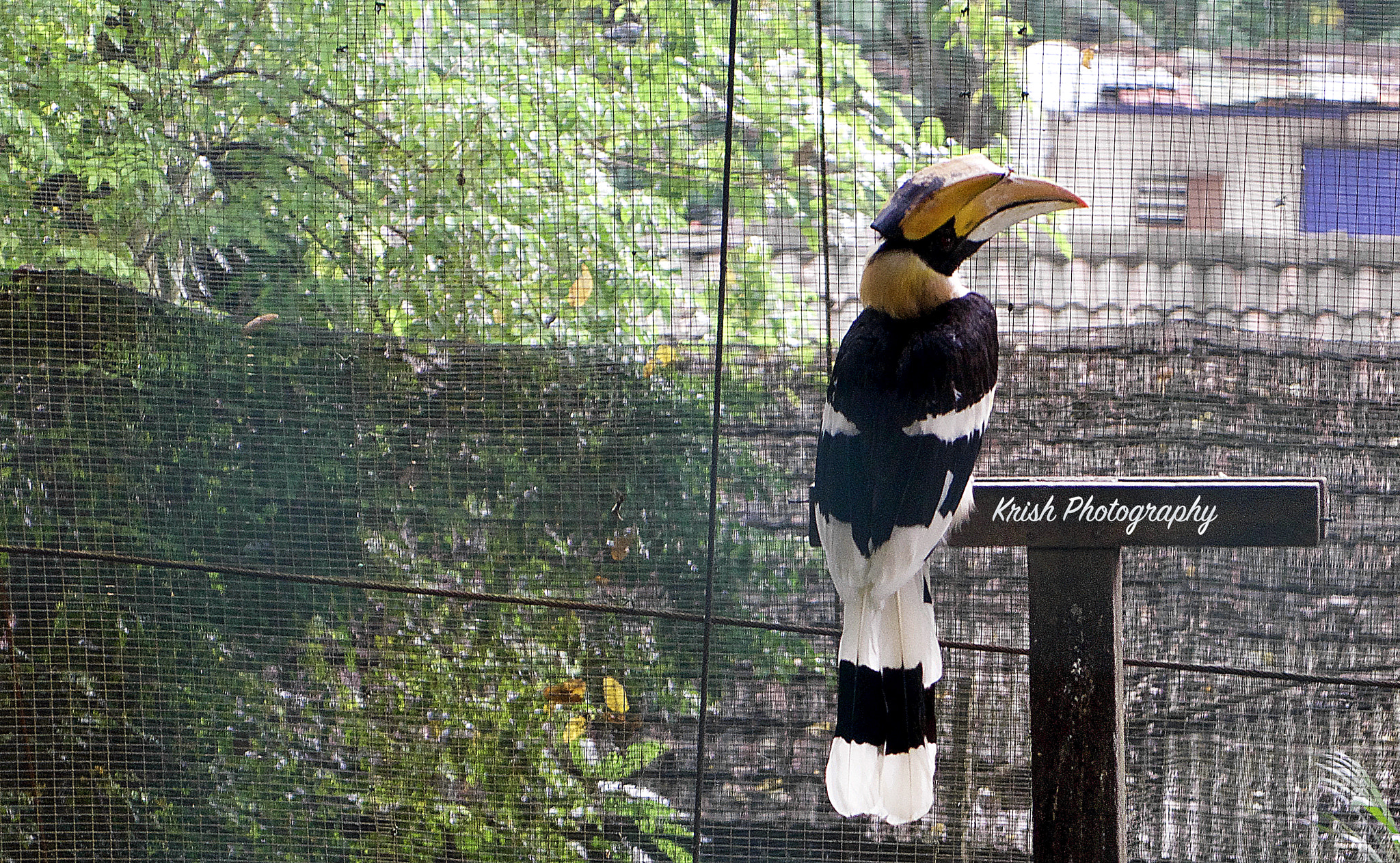 Sony a7R II + Sony Vario Tessar T* FE 24-70mm F4 ZA OSS sample photo. The hornbill in solitude and confinement! photography