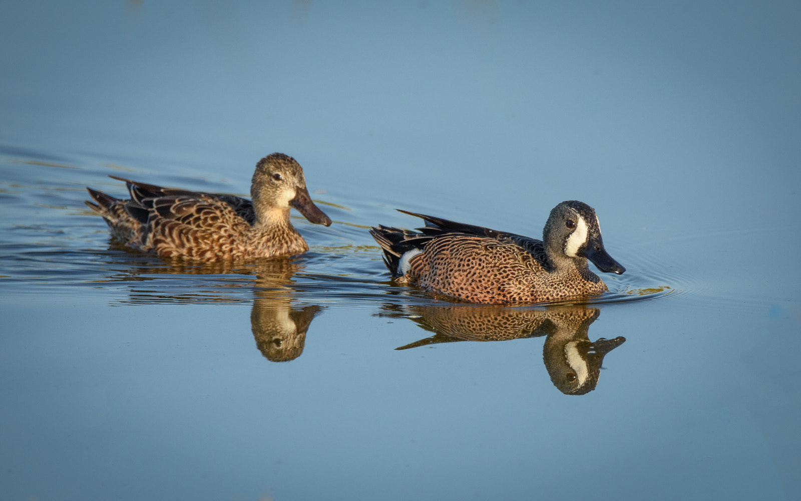 Nikon D810 + Sigma 50mm F2.8 EX DG Macro sample photo. Follow the leader photography