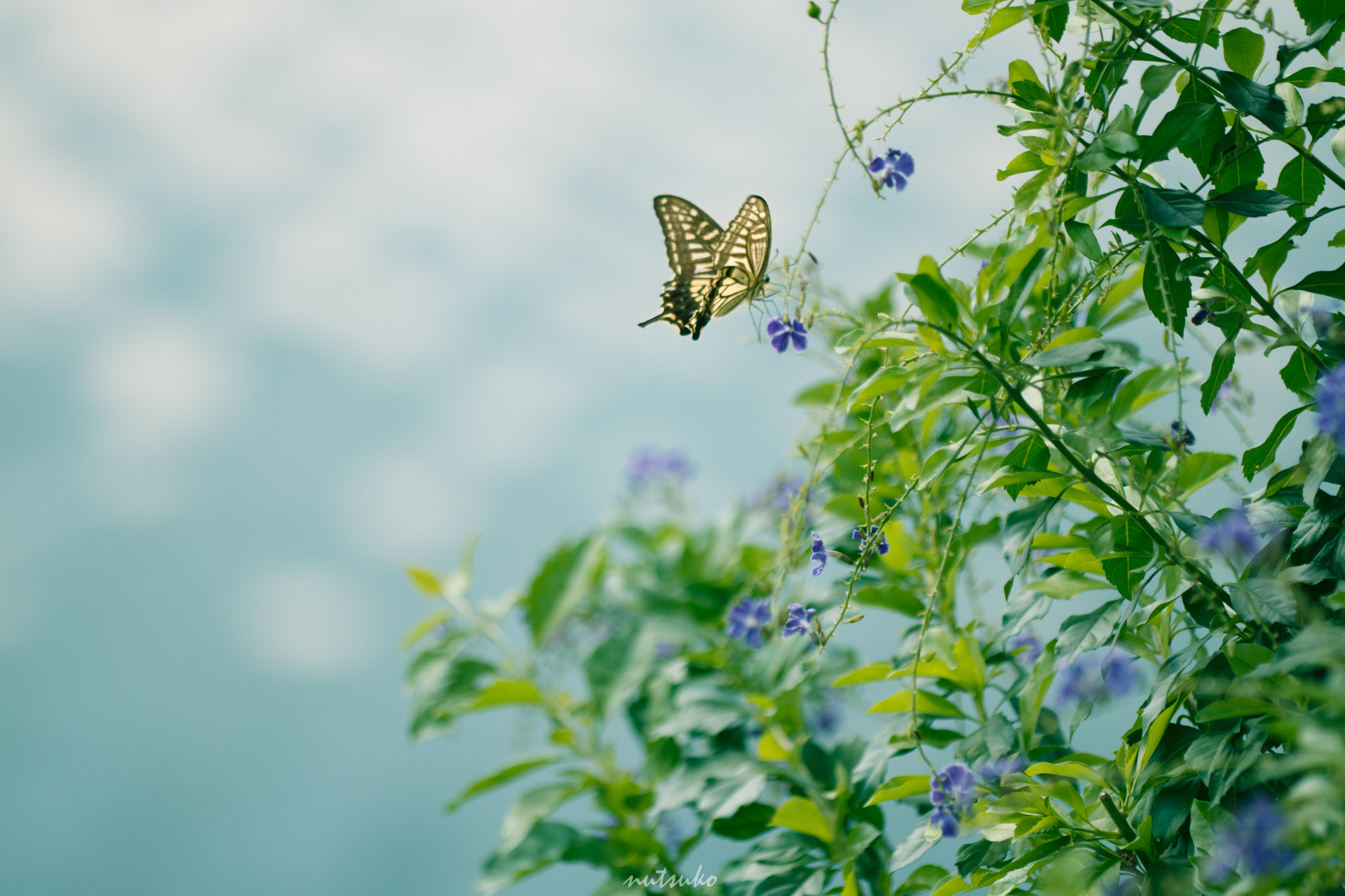 Sigma APO Macro 150mm f/2.8 EX DG HSM sample photo. Butterfly near the river photography