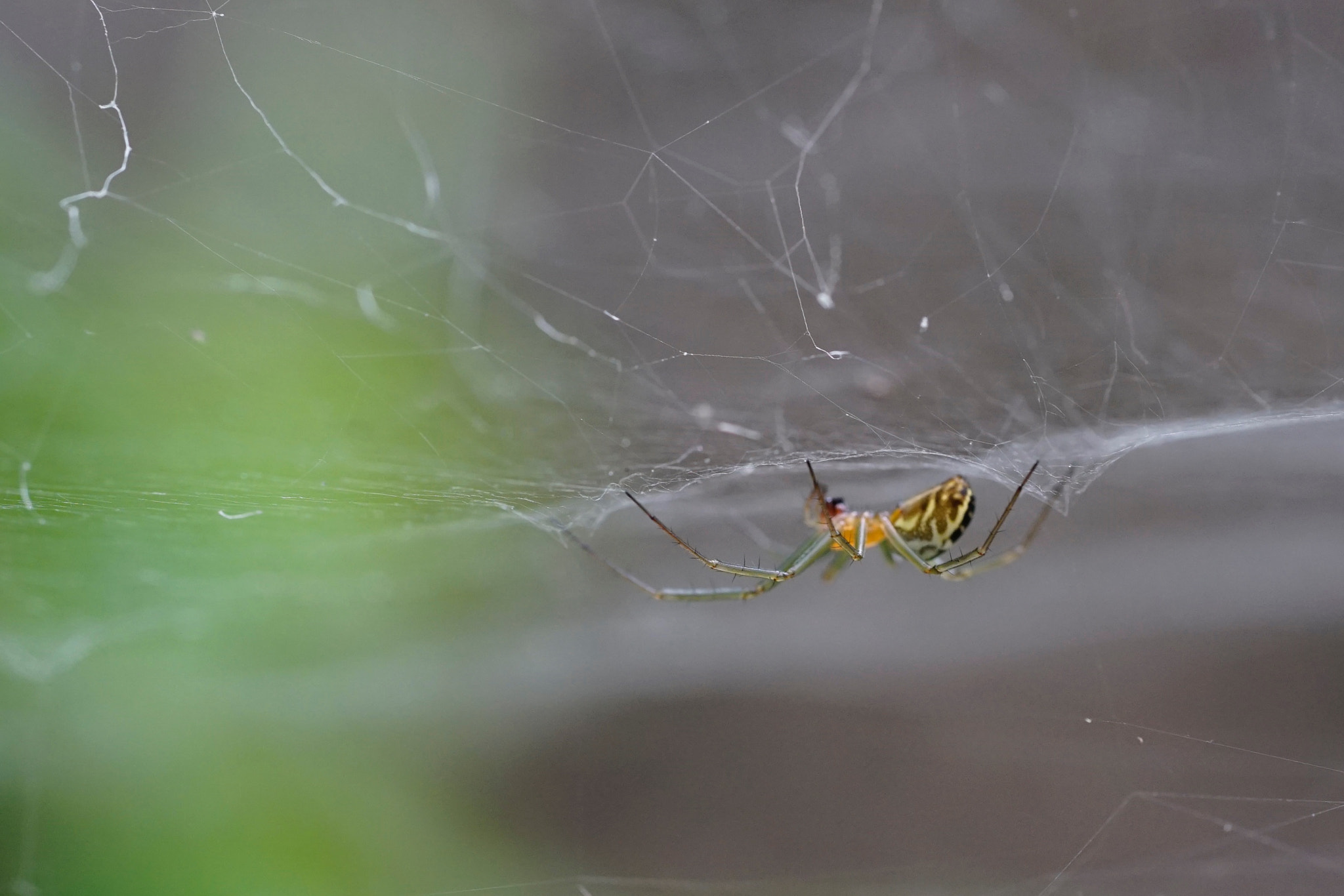 Sony a7 II + Sony FE 90mm F2.8 Macro G OSS sample photo. 结网 photography