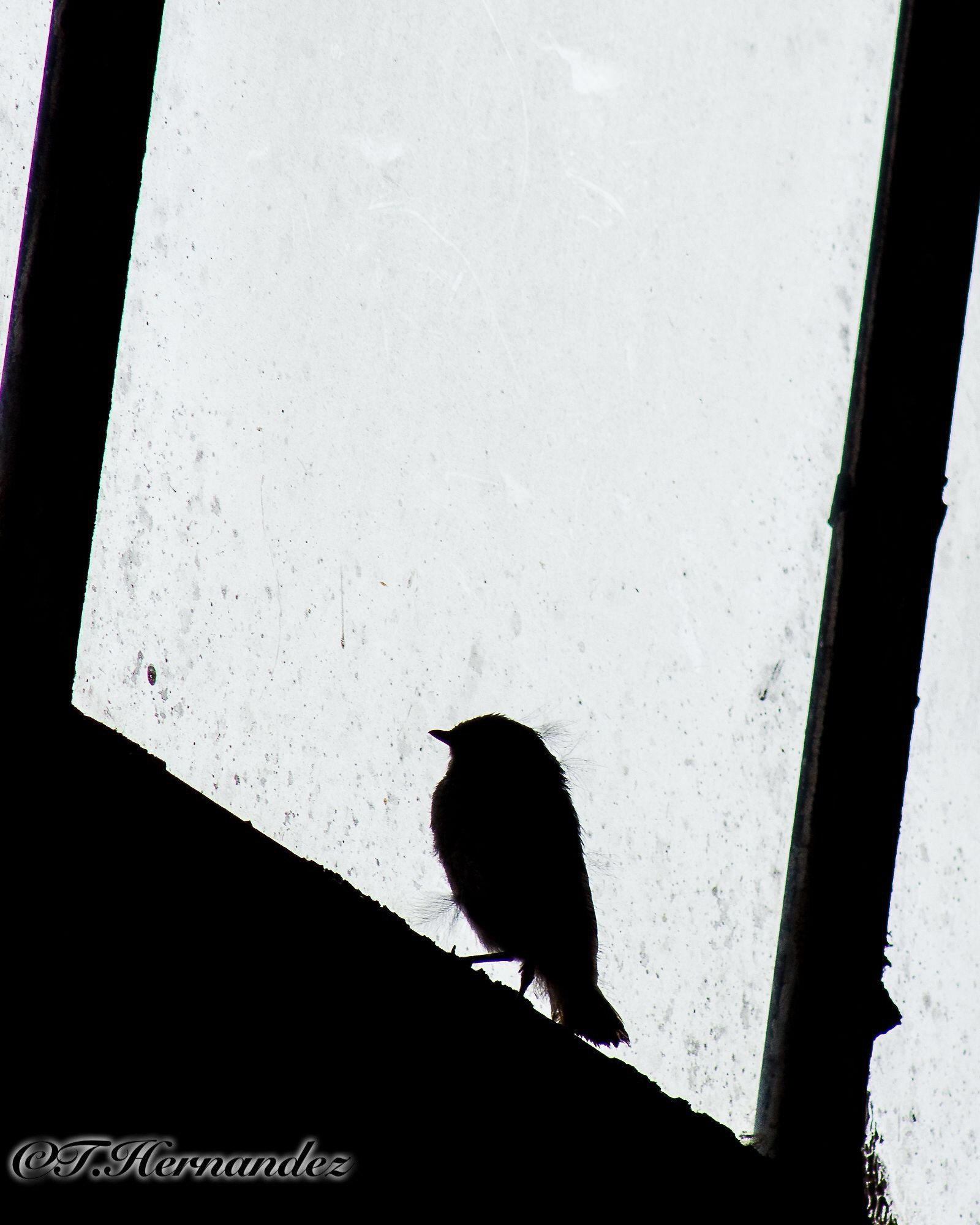 Canon EOS 700D (EOS Rebel T5i / EOS Kiss X7i) + Canon EF 75-300mm f/4-5.6 USM sample photo. Bird in window photography