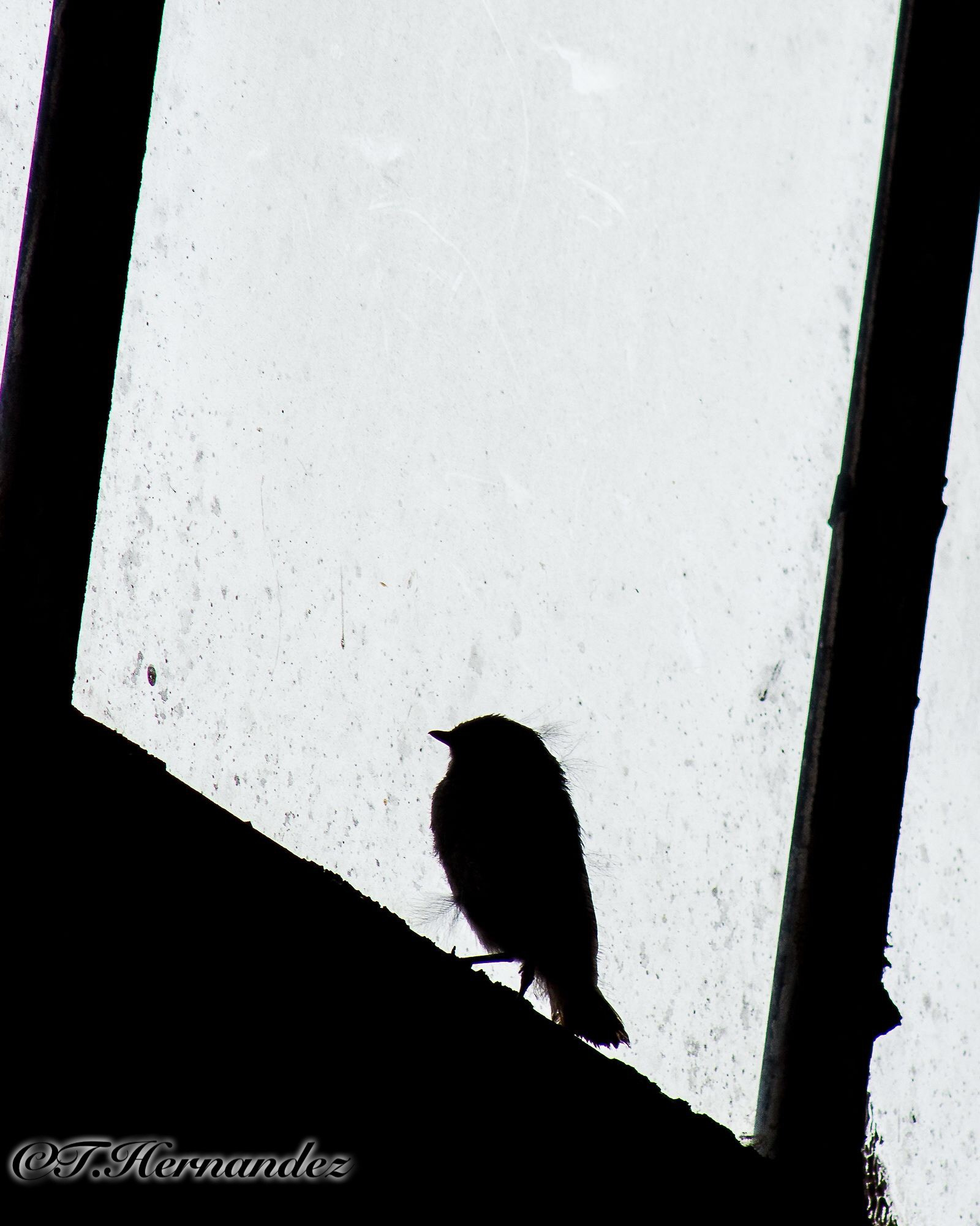 Canon EF 75-300mm f/4-5.6 USM sample photo. Bird in window photography