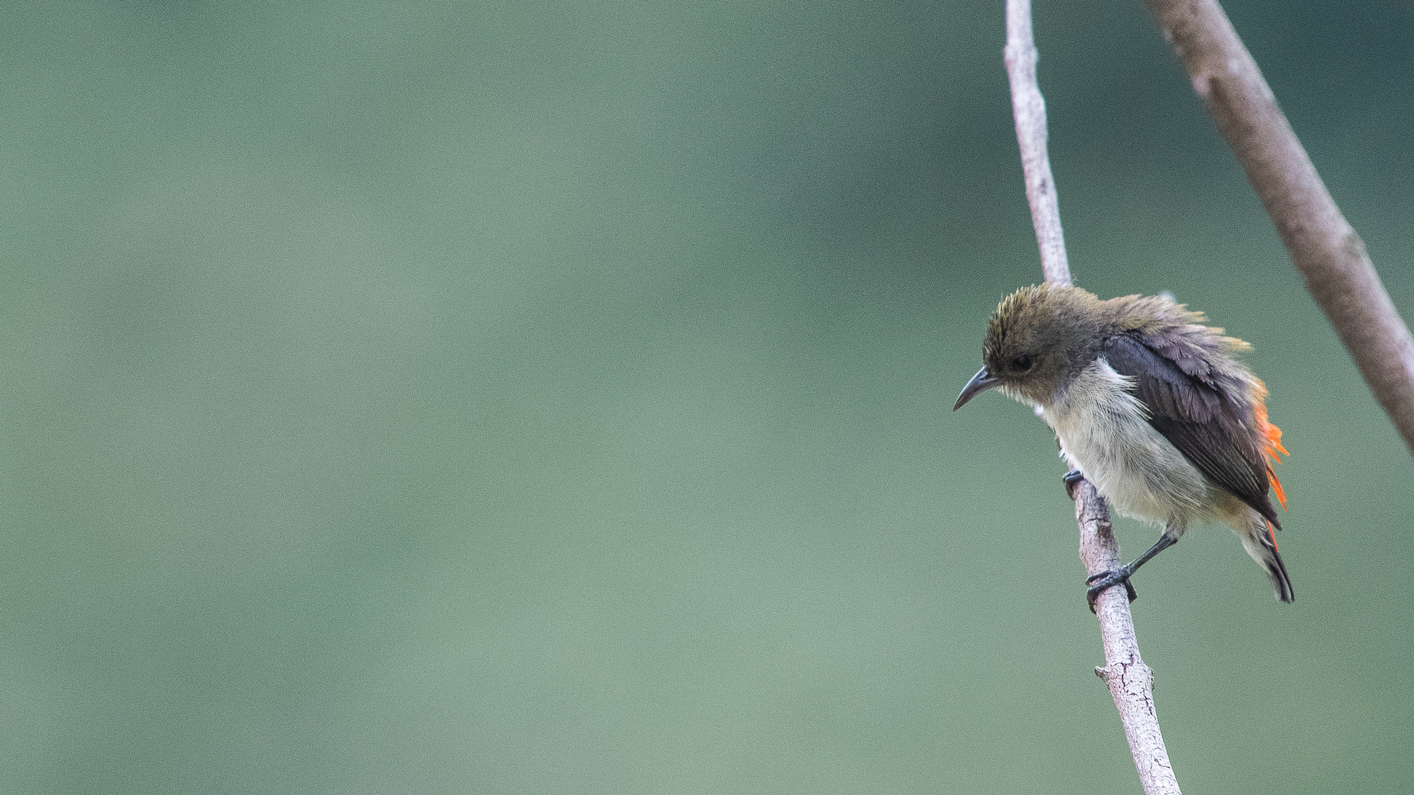 Nikon Nikkor AF-S 300mm F4E PF ED VR sample photo. Little bird photography