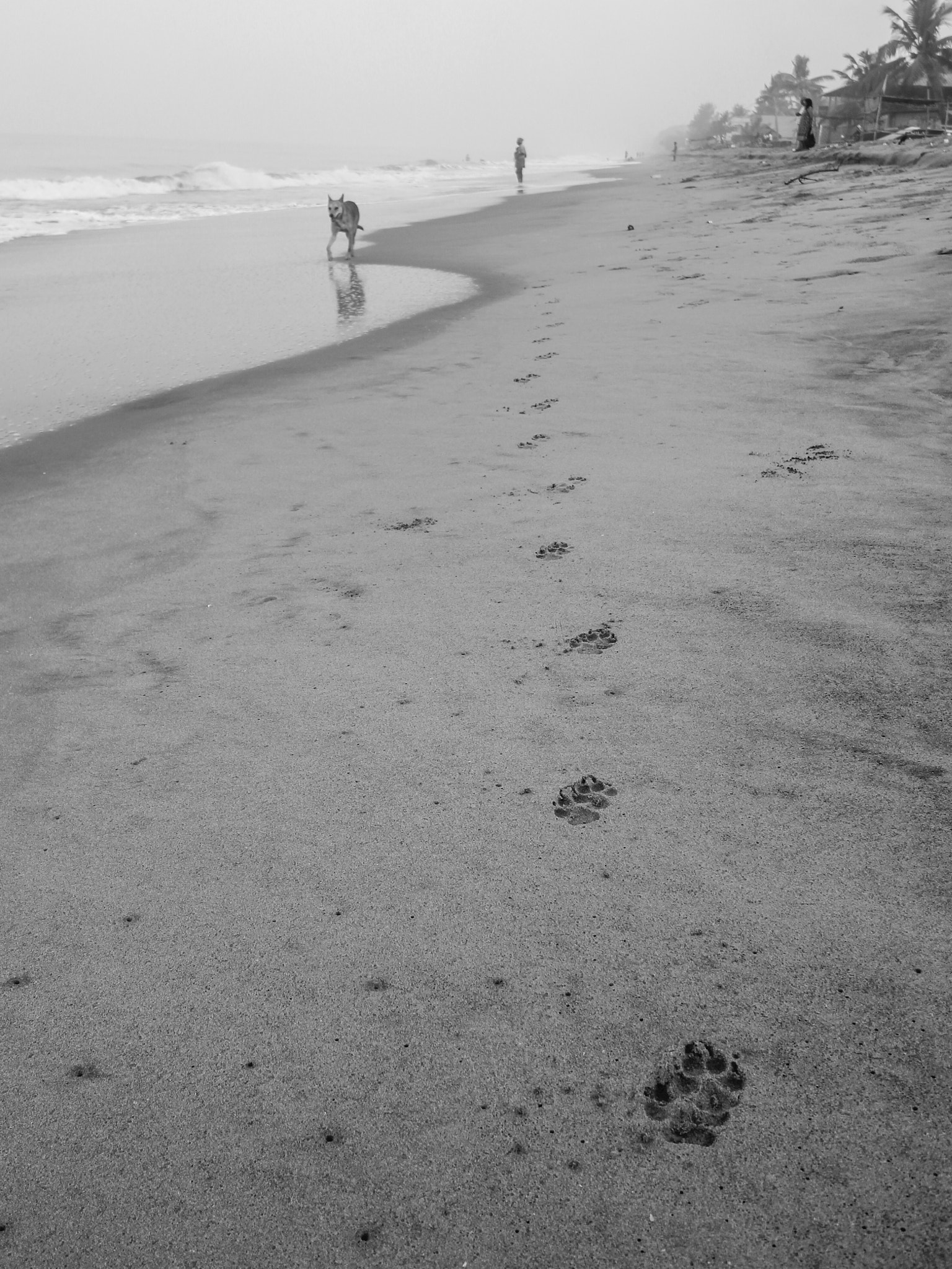 Canon EOS 550D (EOS Rebel T2i / EOS Kiss X4) sample photo. Dog's path photography