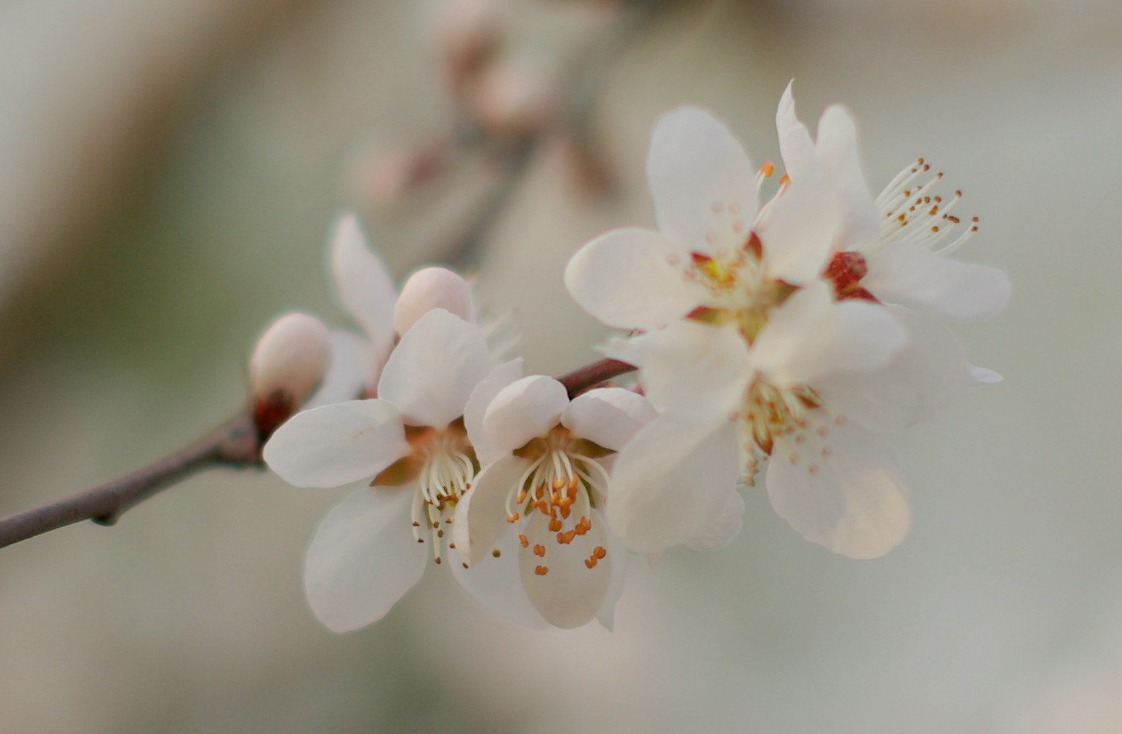 Pentax smc FA 50mm F1.4 sample photo