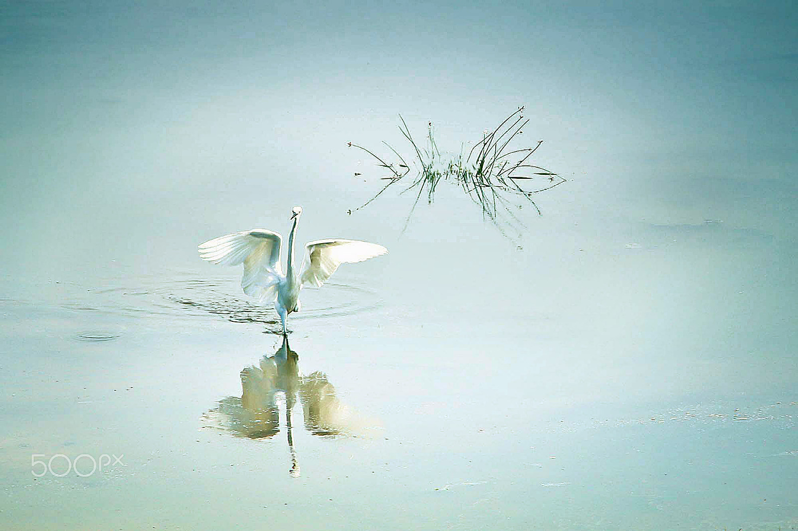 Sigma 18-250mm F3.5-6.3 DC OS HSM sample photo. Beauty and grace photography