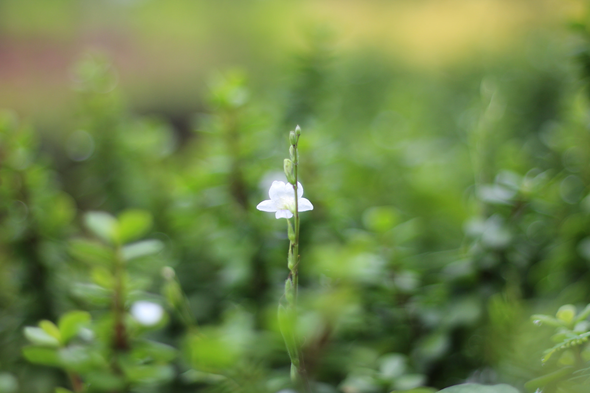 Canon EOS 650D (EOS Rebel T4i / EOS Kiss X6i) sample photo. Untitled photography