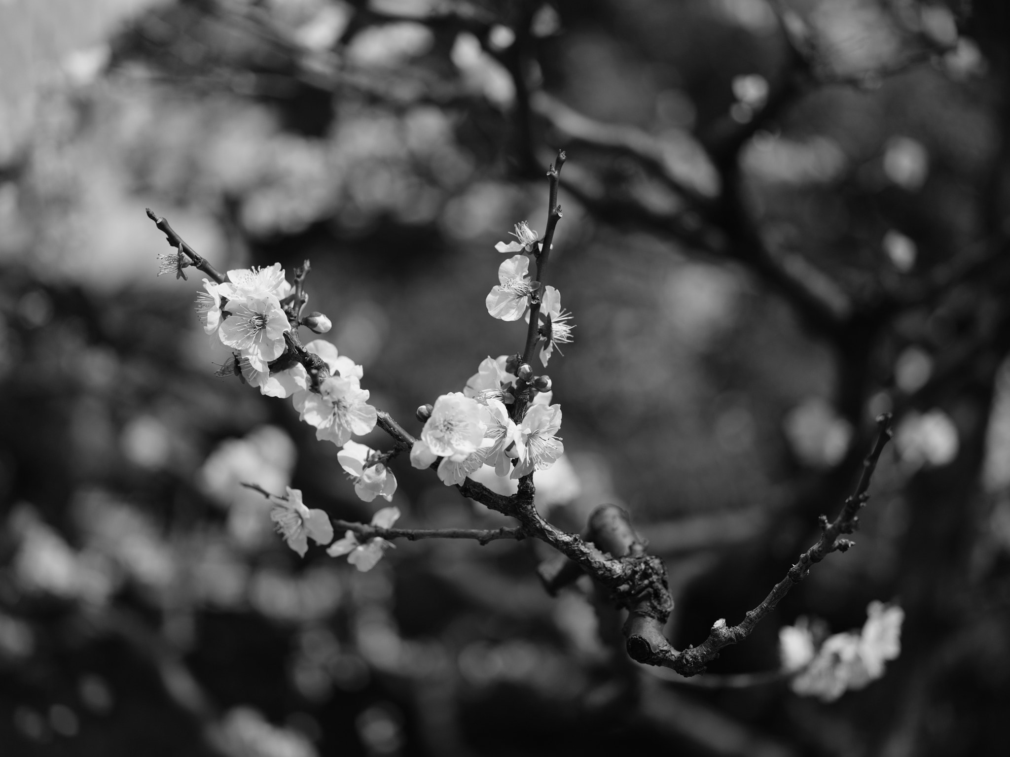 Fujifilm GFX 50S + Fujifilm GF 63mm F2.8 R WR sample photo. Ume photography