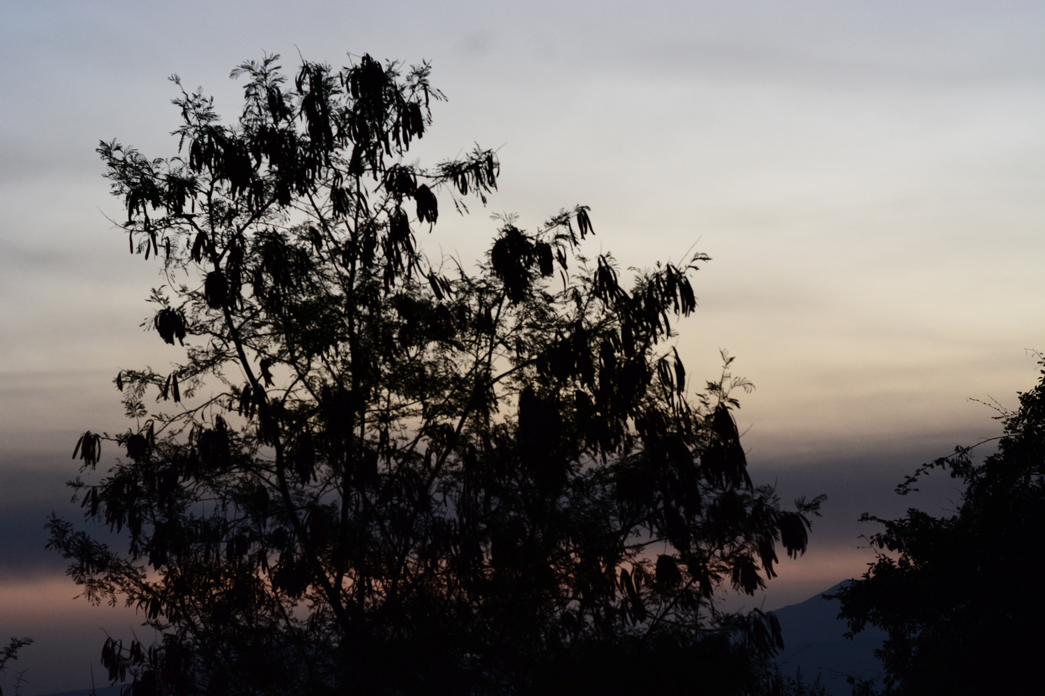 Nikon D5200 + Nikon AF Nikkor 50mm F1.8D sample photo. Trees photography