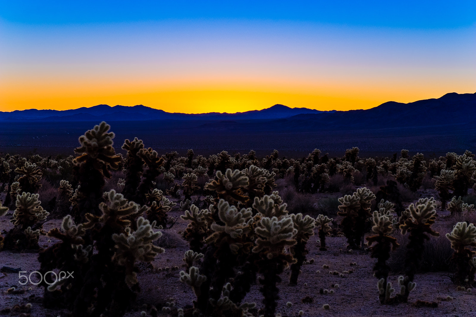 Olympus OM-D E-M1 sample photo. Dawn at cholla cactus garden / joshua tree np, ca photography