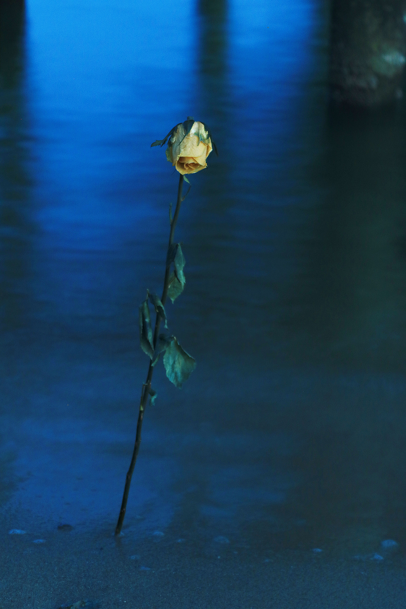 Canon EOS 750D (EOS Rebel T6i / EOS Kiss X8i) sample photo. Waiting for my true love at sea photography