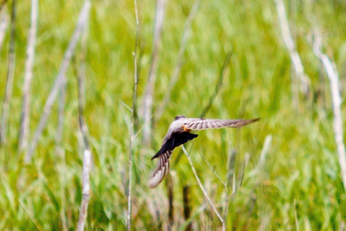 Canon EF 70-200mm F2.8L USM sample photo. Flying away photography