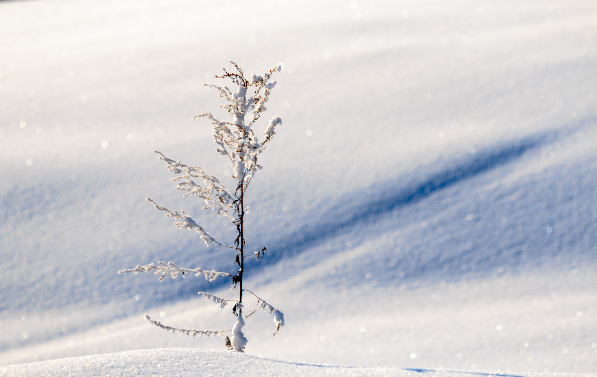 Canon EF 70-200mm F2.8L USM sample photo. The frozen one photography