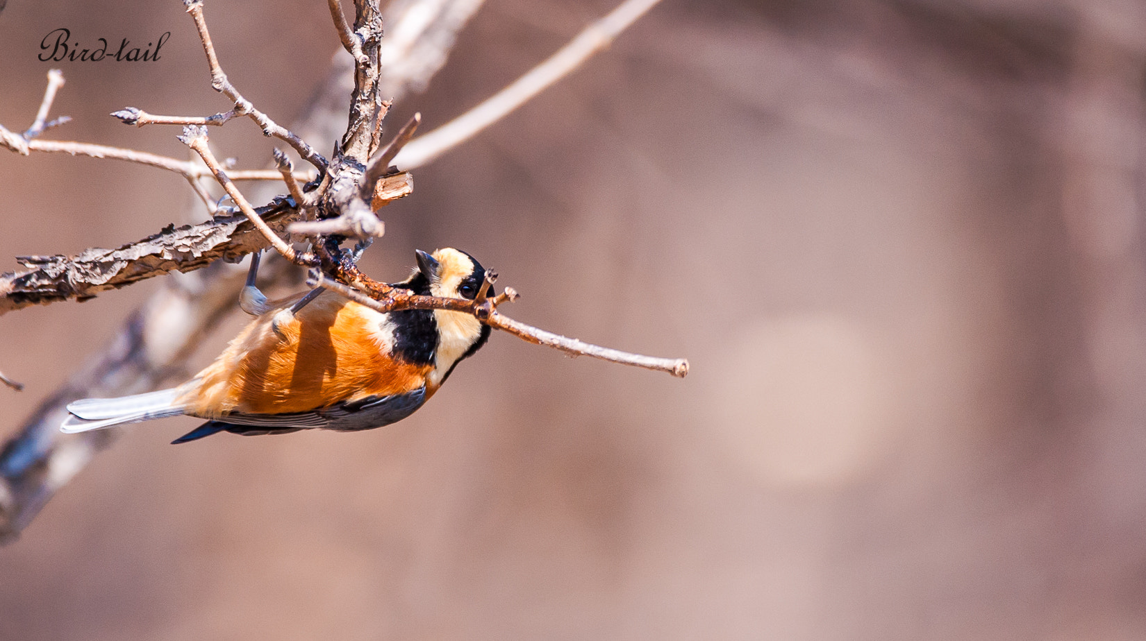 Sigma 150-600mm F5-6.3 DG OS HSM | C sample photo. Varied tit korea photography