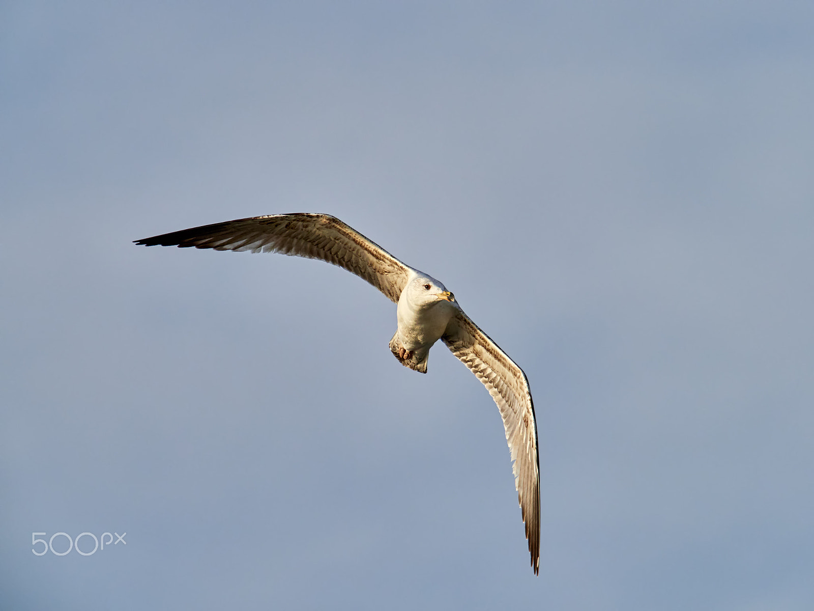 M.300mm F4.0 + MC-14 sample photo. Larus michahellis ii photography