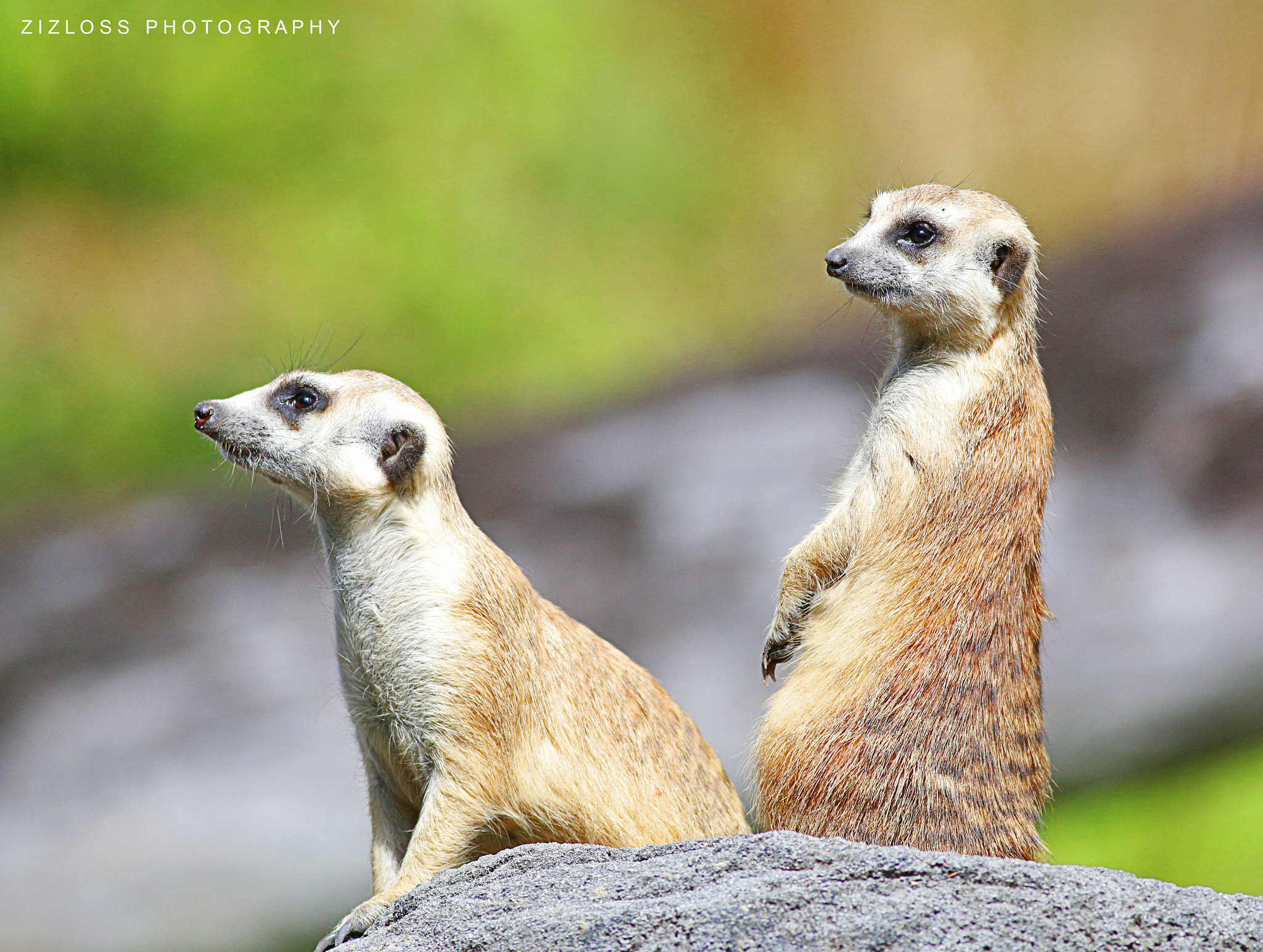 Canon EOS 70D + Canon EF 400mm F5.6L USM sample photo. Meerkat (timon and timon) photography