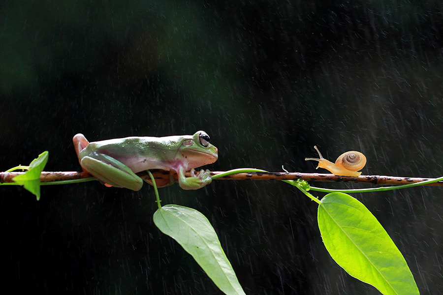 Canon EOS 60D + Canon EF 100mm F2.8L Macro IS USM sample photo. Frog , snail photography