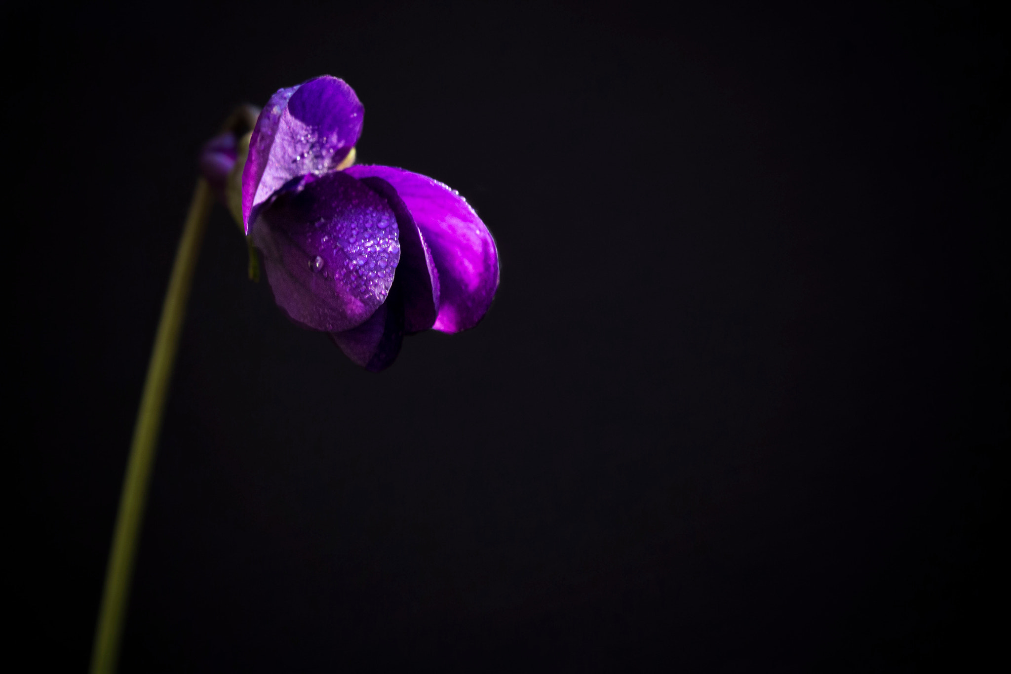 Canon EF 100mm F2.8L Macro IS USM sample photo. Violet photography