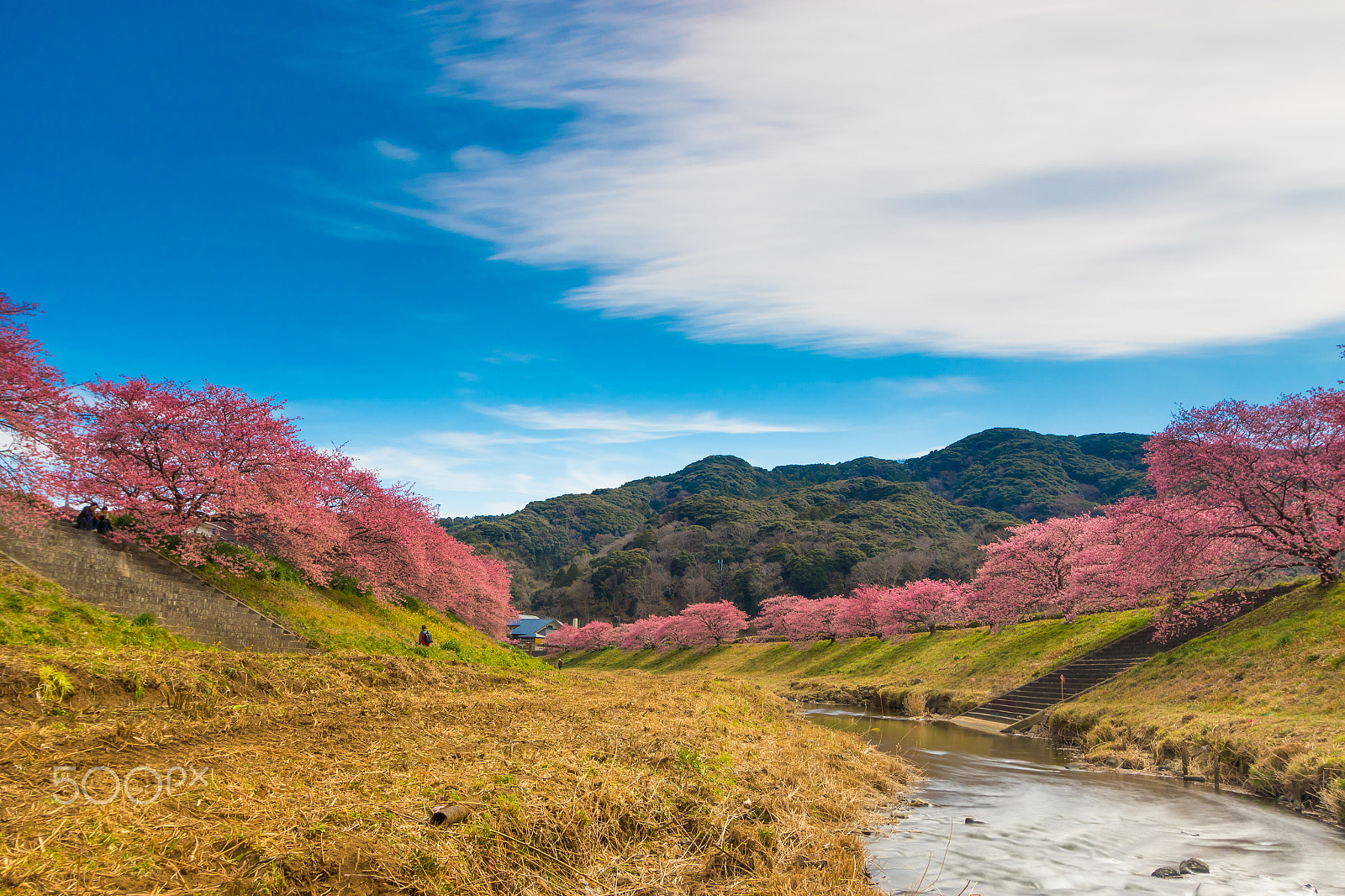 Canon EF-S 10-22mm F3.5-4.5 USM sample photo. Earliest sakura trees in izu, japan photography