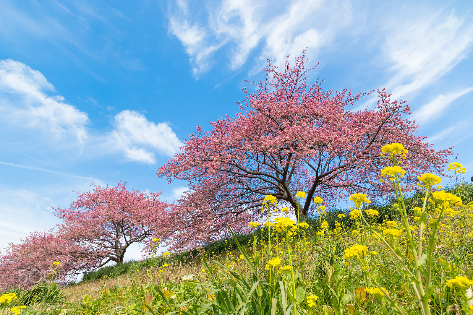 Canon EF-S 10-22mm F3.5-4.5 USM sample photo. Earliest sakura trees in izu, japan photography