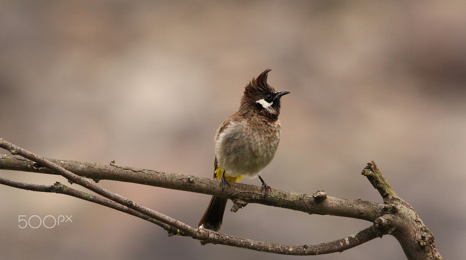 Sigma 150-600mm F5-6.3 DG OS HSM | C sample photo. .himalayan bulbul photography