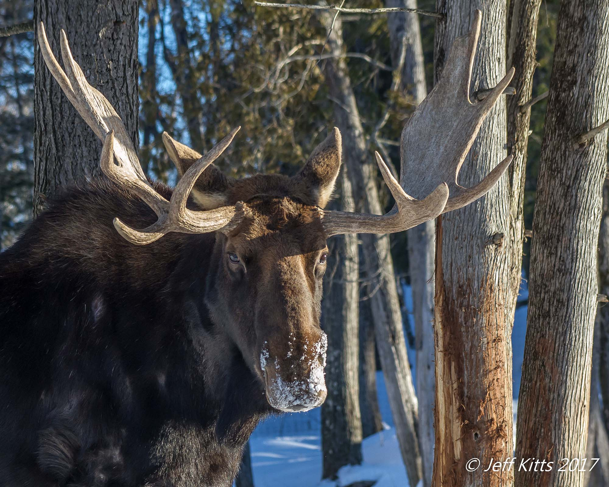 Canon EF 75-300mm f/4-5.6 USM sample photo. 3444- moose 29 photography