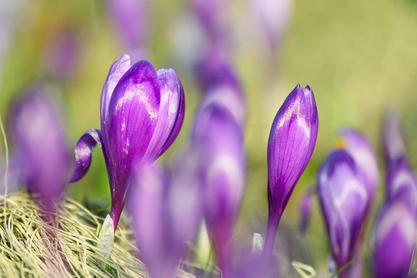 Nikon D750 sample photo. Spring crocus flower photography